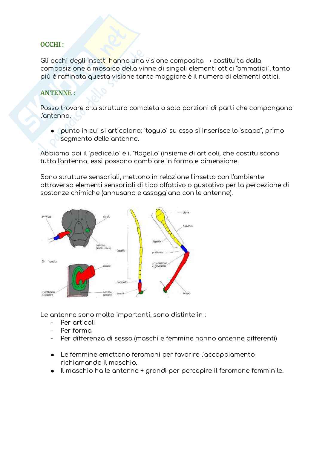 Entomologia (senza la parte in post-raccolta) Pag. 31
