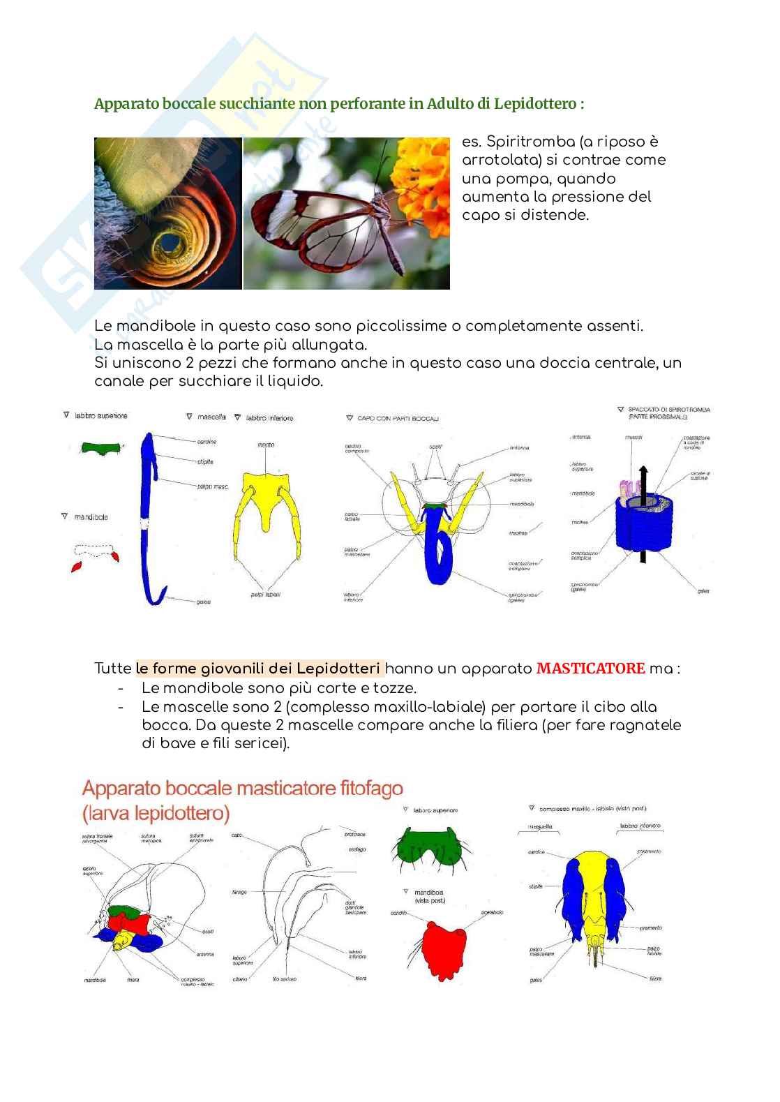 Entomologia (senza la parte in post-raccolta) Pag. 36