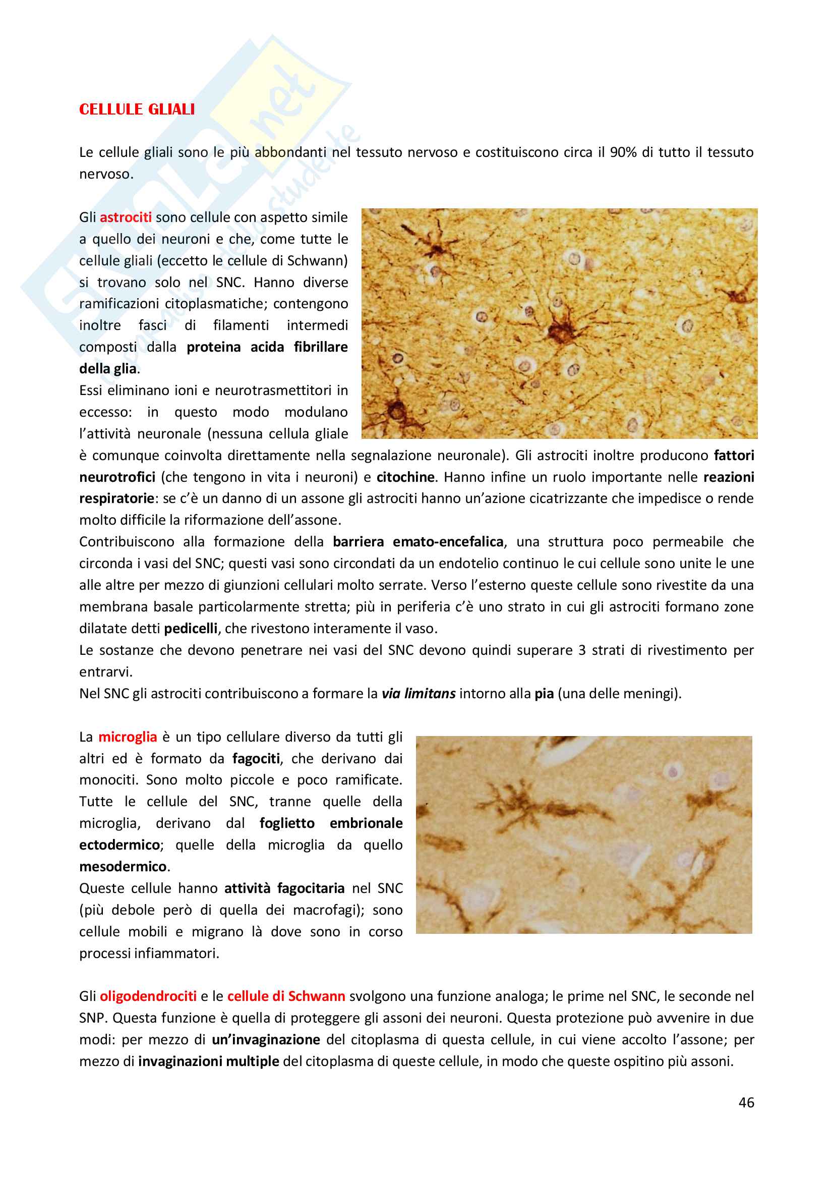 Appunti completi di Istologia Pag. 46