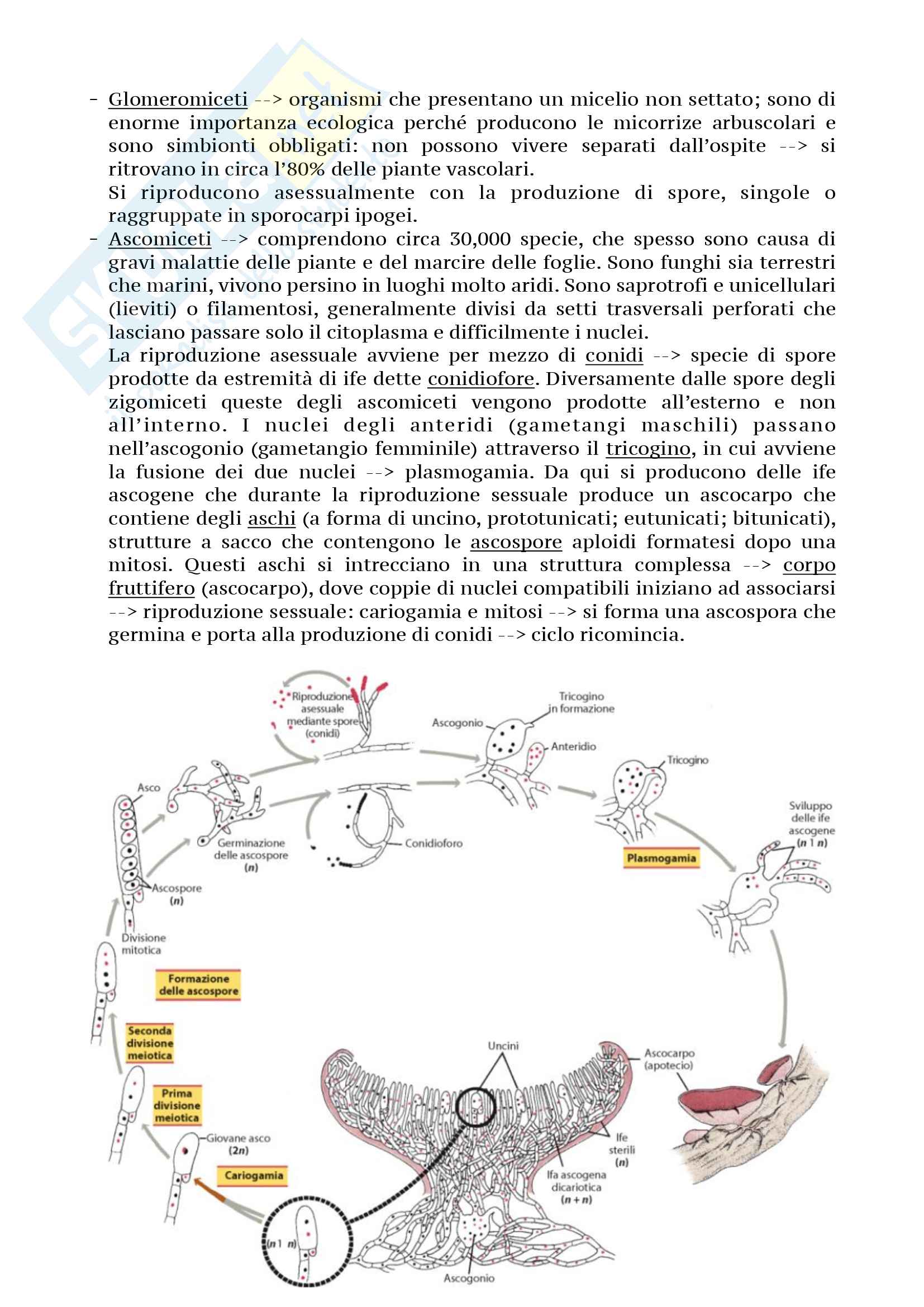 Micologia - Botanica Pag. 6