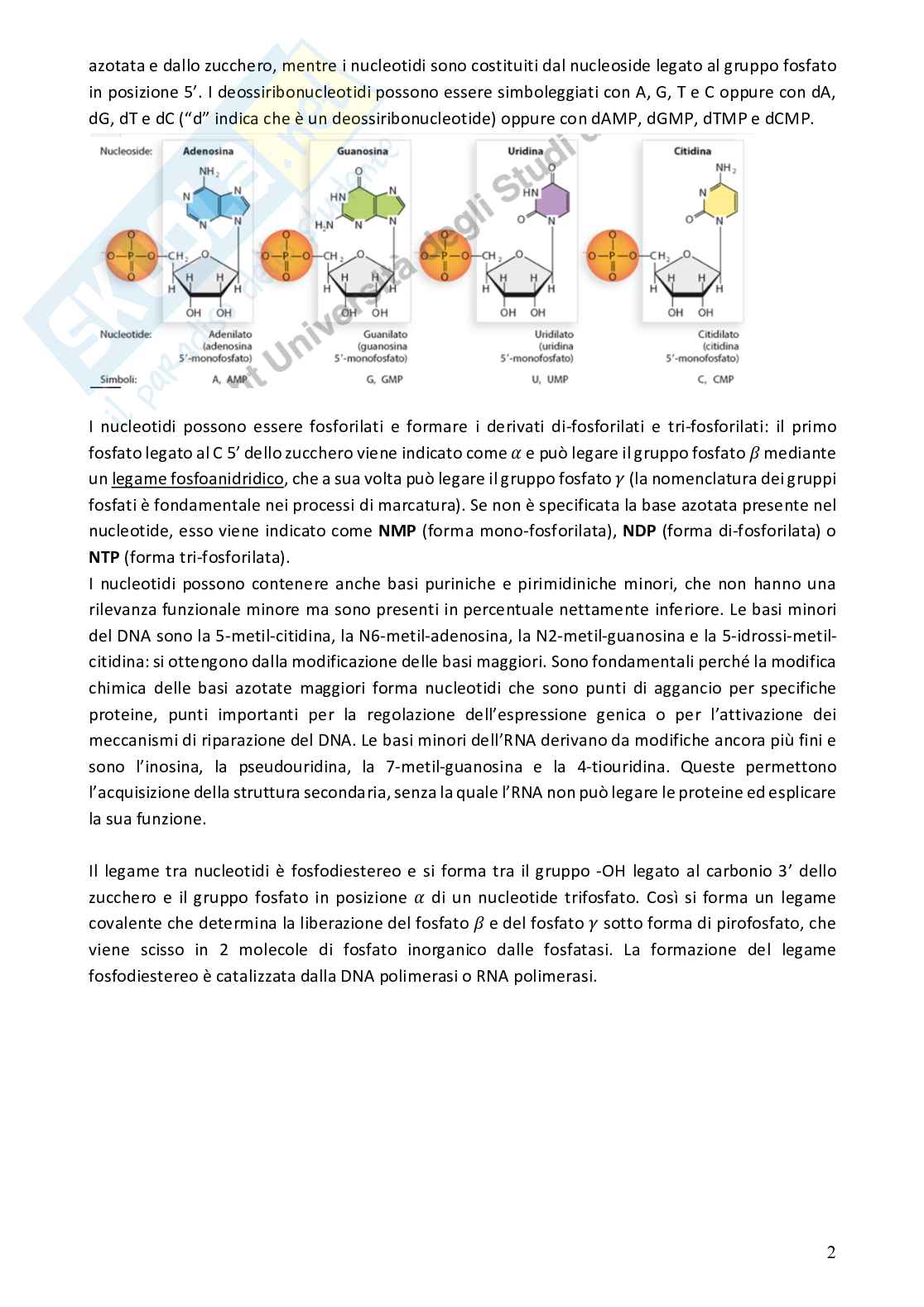 Biologia molecolare Pag. 2