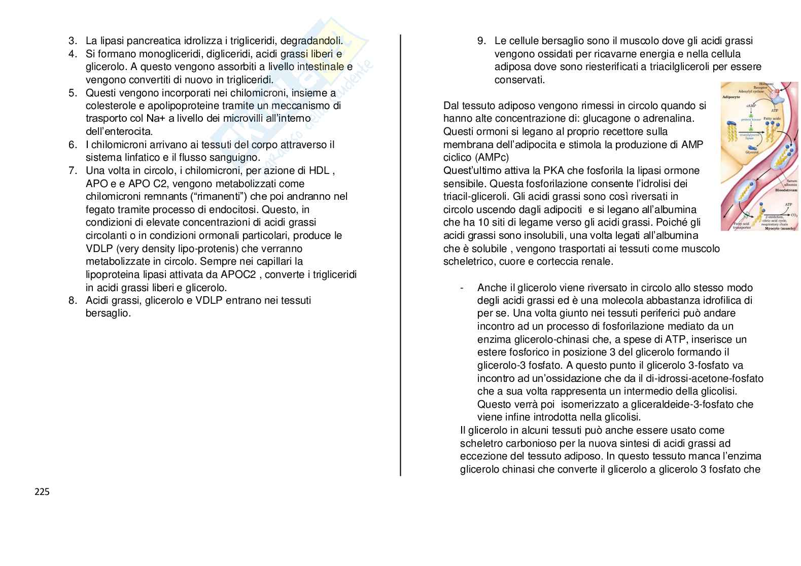 Appunti lezione integrati con studio del libro Biochimica - parte 2  Pag. 21
