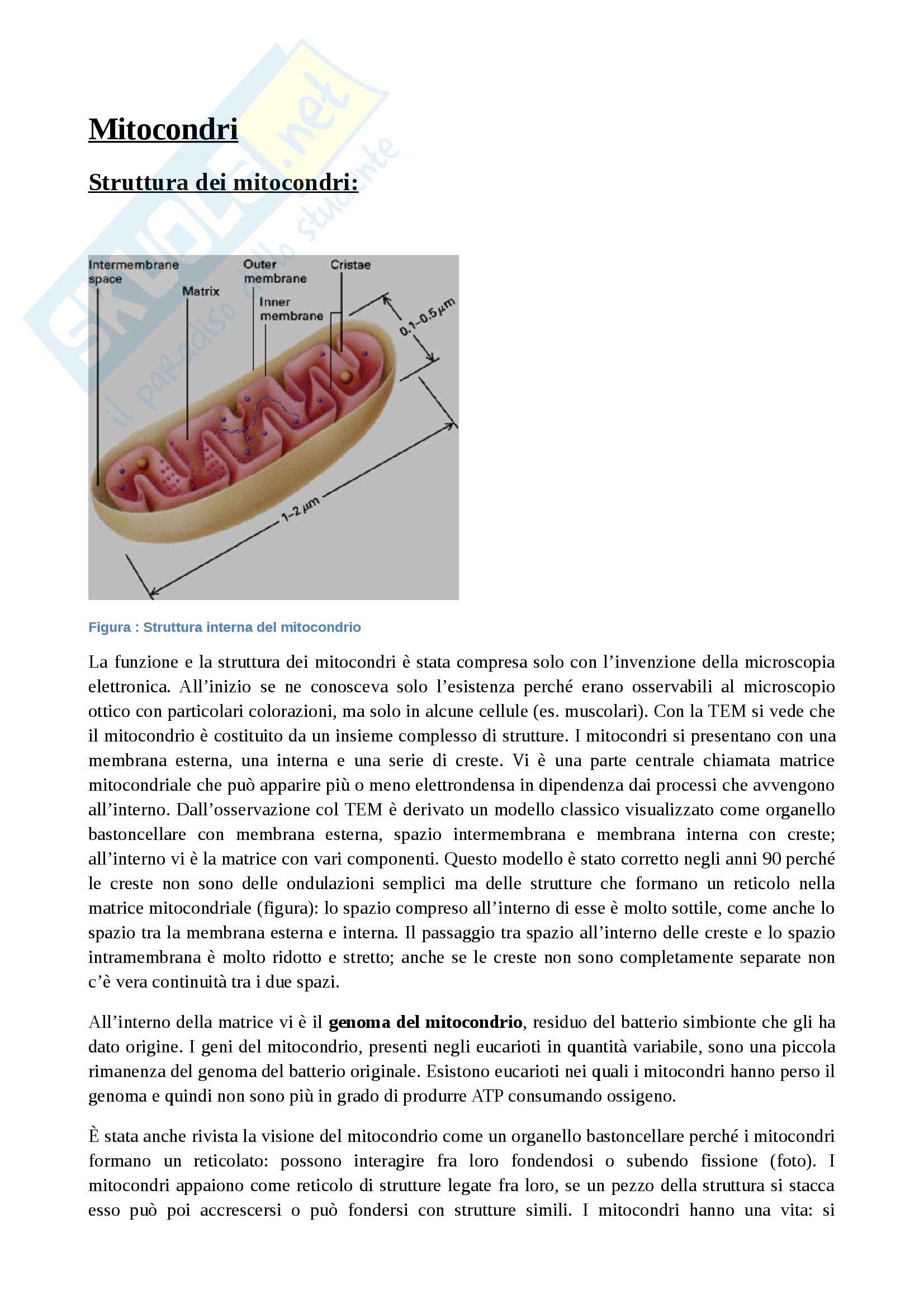 Citologia - mitocondri e produzione di energia Pag. 1