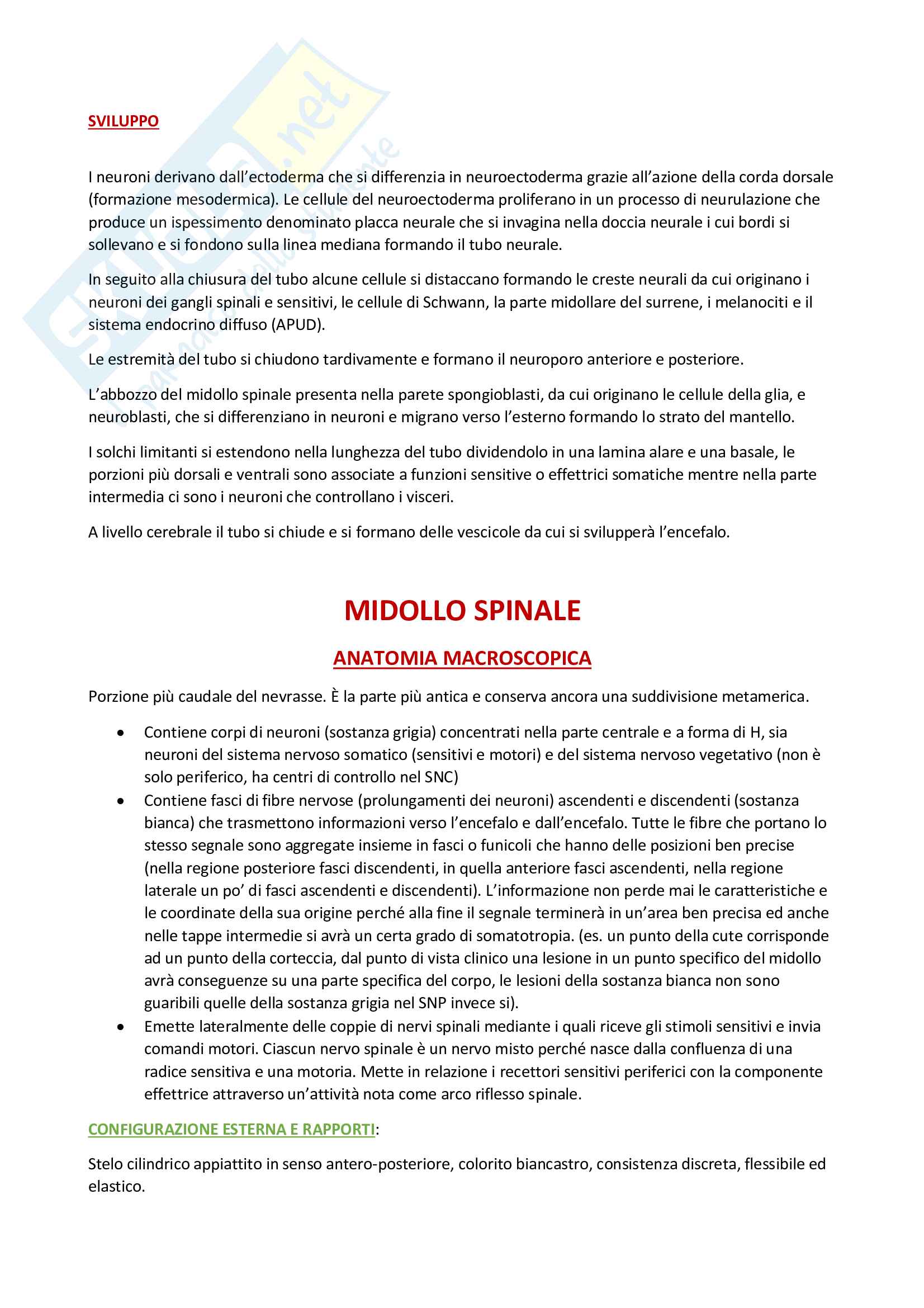 Anatomia III Pag. 11