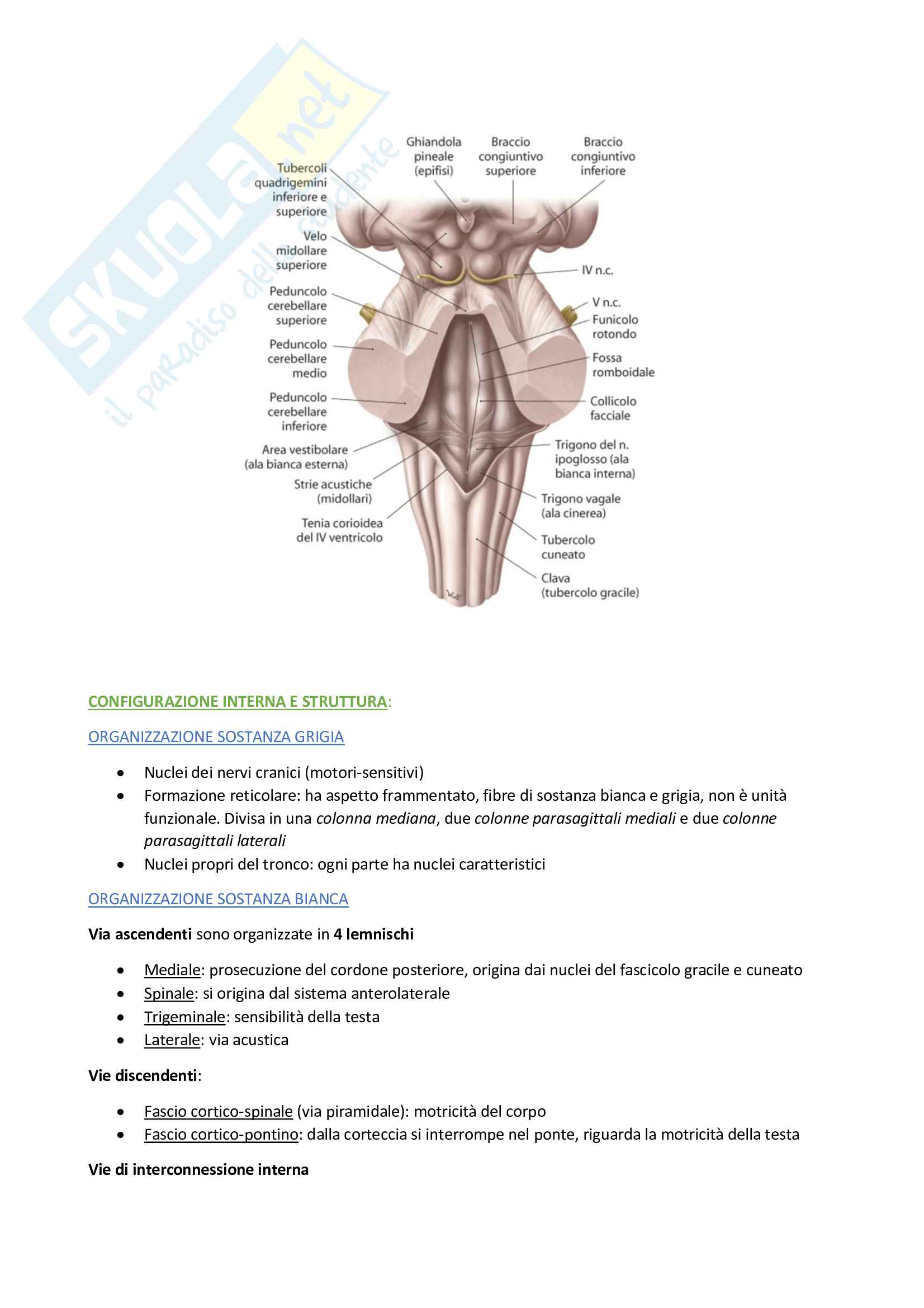 Anatomia III Pag. 31