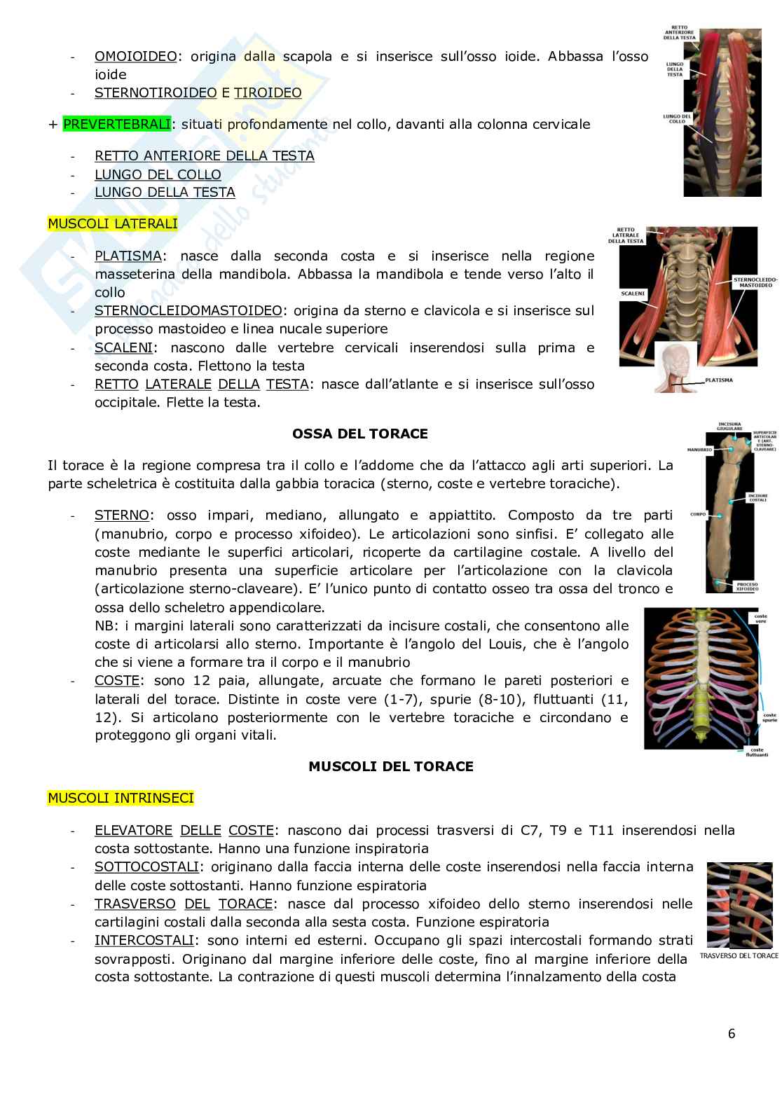 Ossa, muscoli, vasi Pag. 6