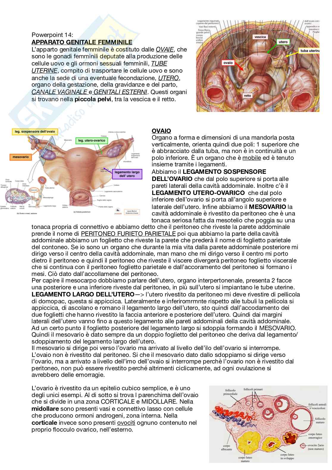 Apparato genitale femminile Pag. 1