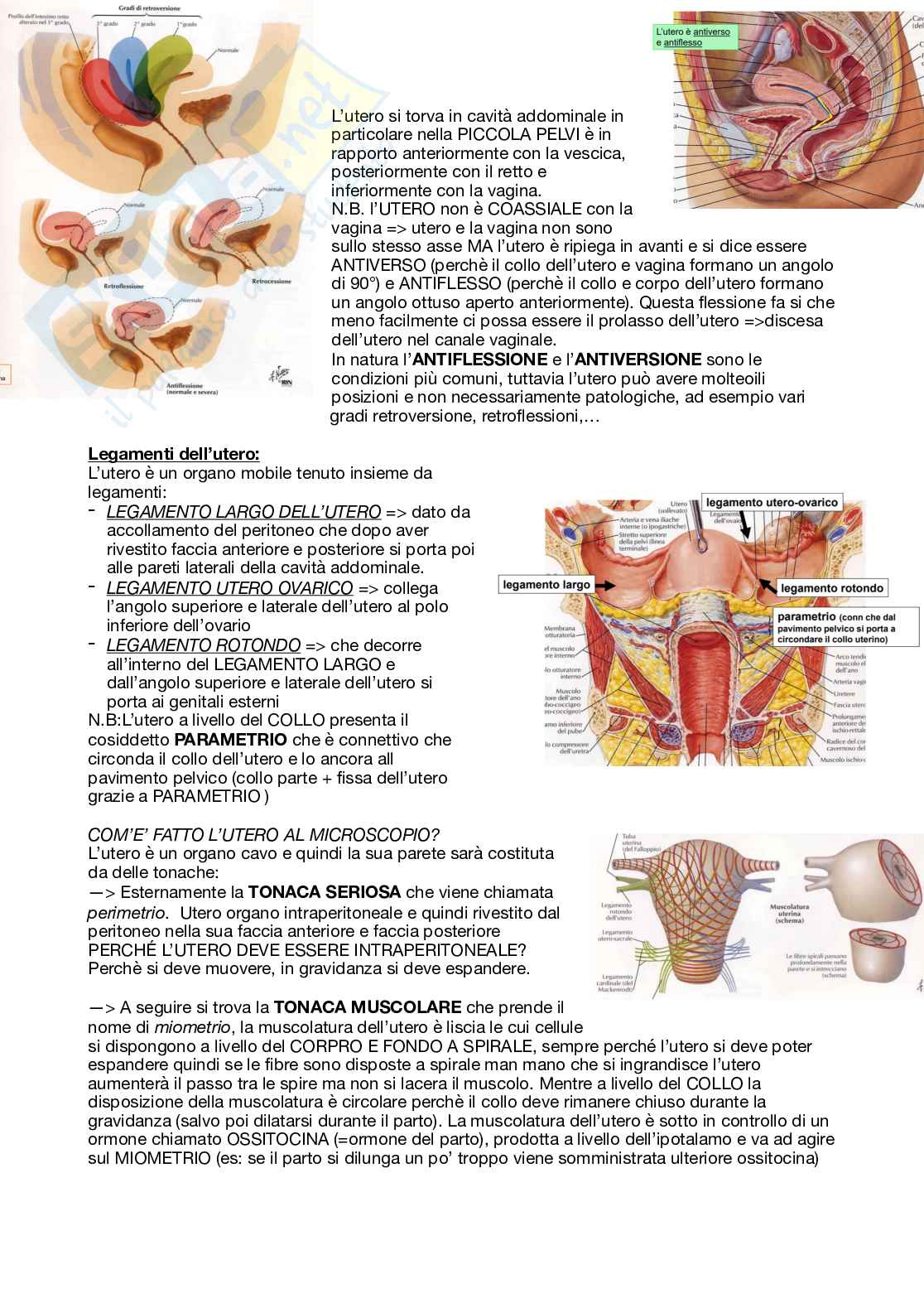 Apparato genitale femminile Pag. 6