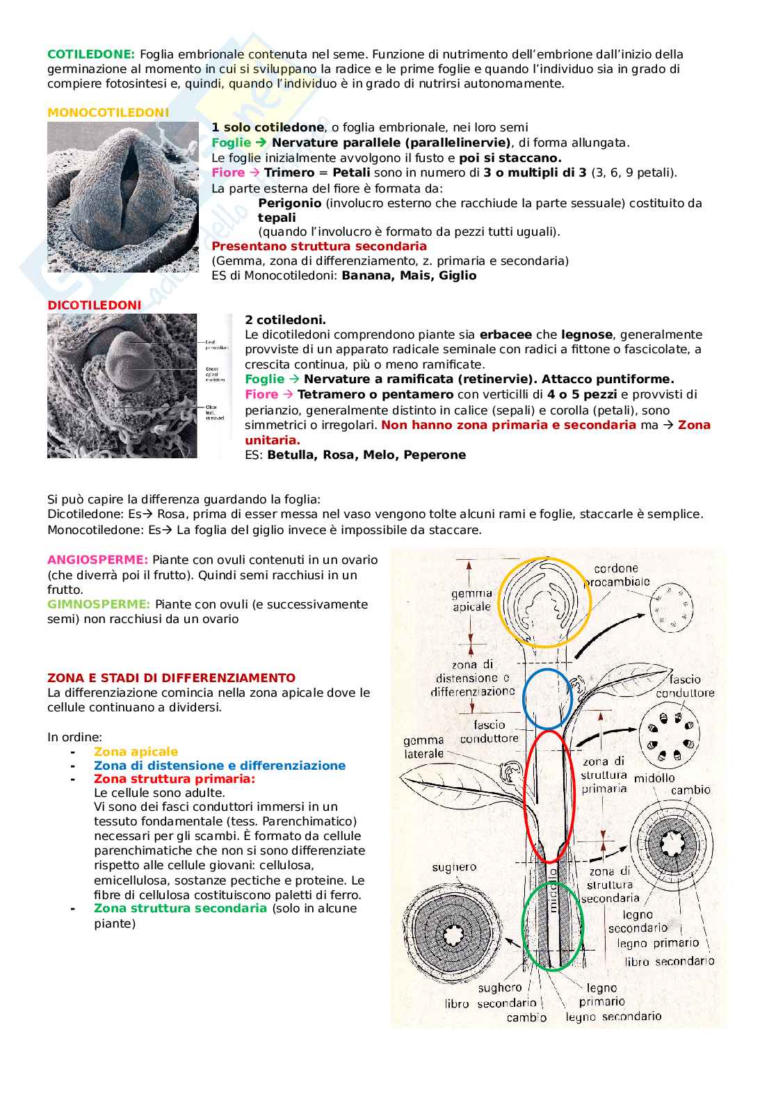 Biologia vegetale - fusto Pag. 2