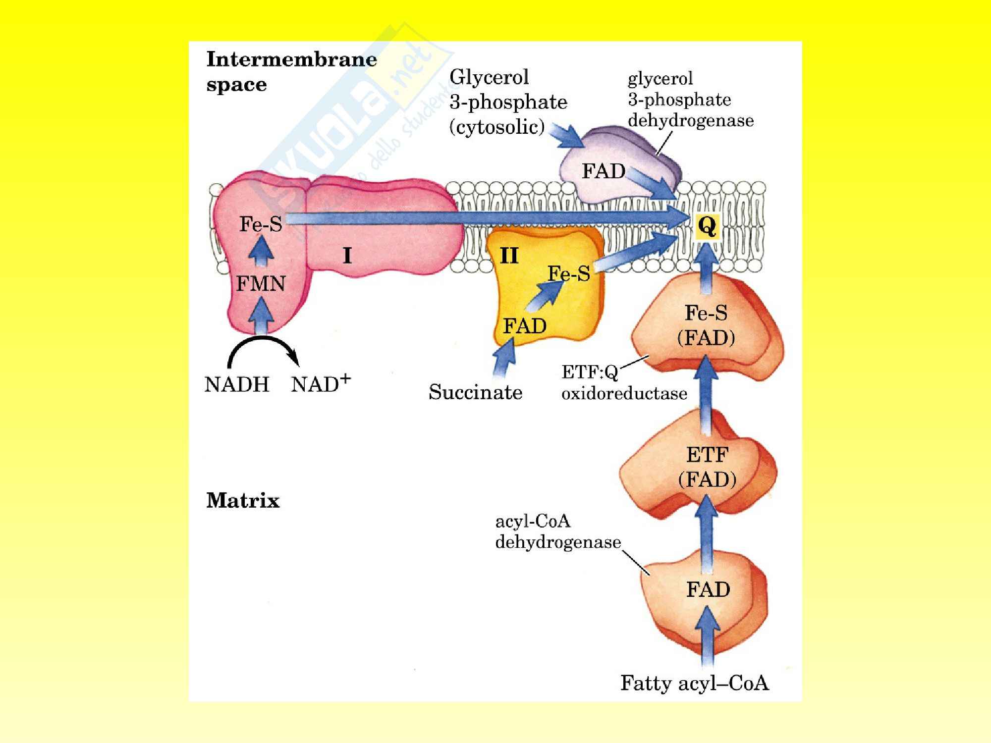 Catena Respiratoria E Fosforilazione Ossidativa
