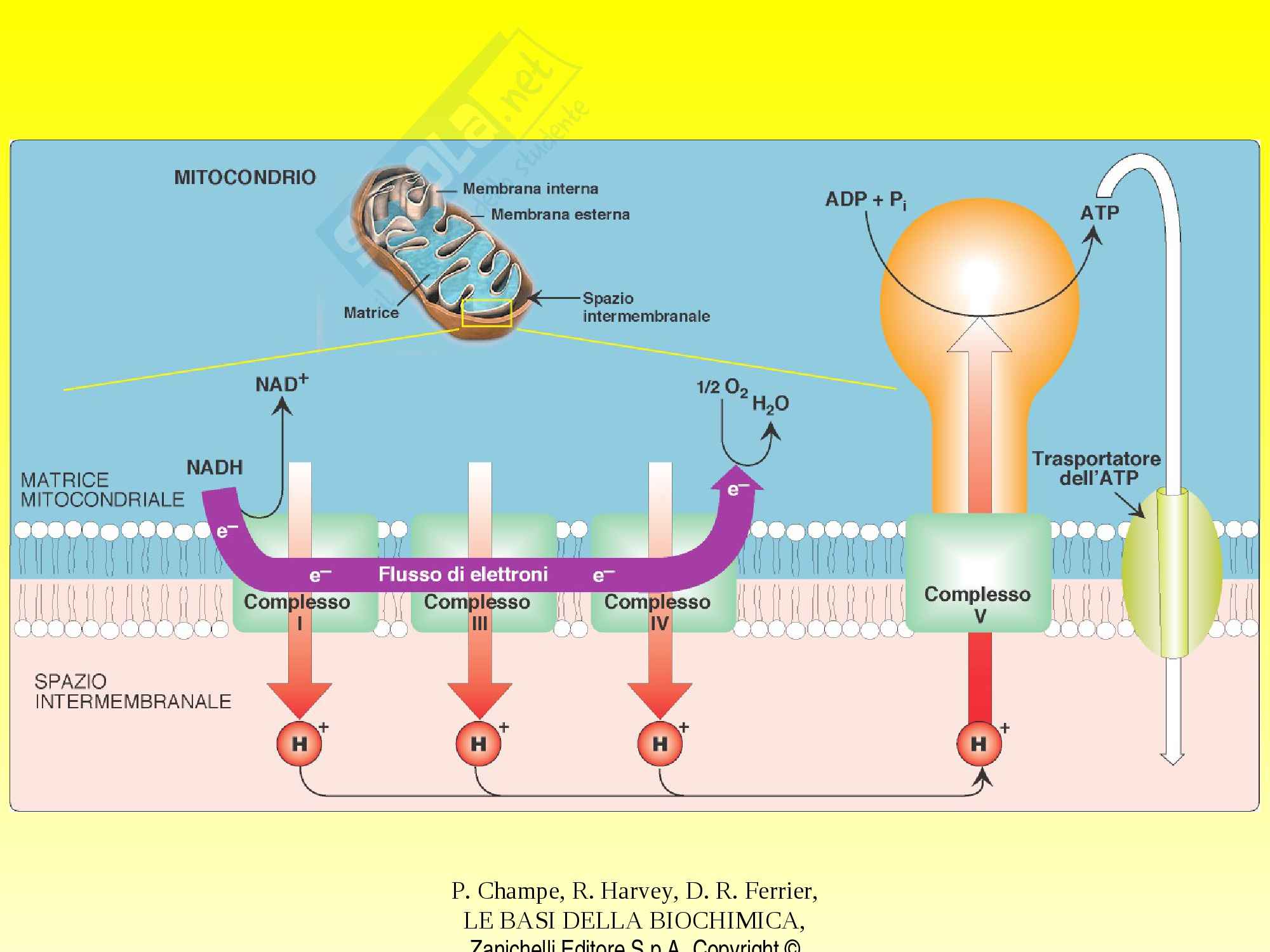 Catena Respiratoria E Fosforilazione Ossidativa