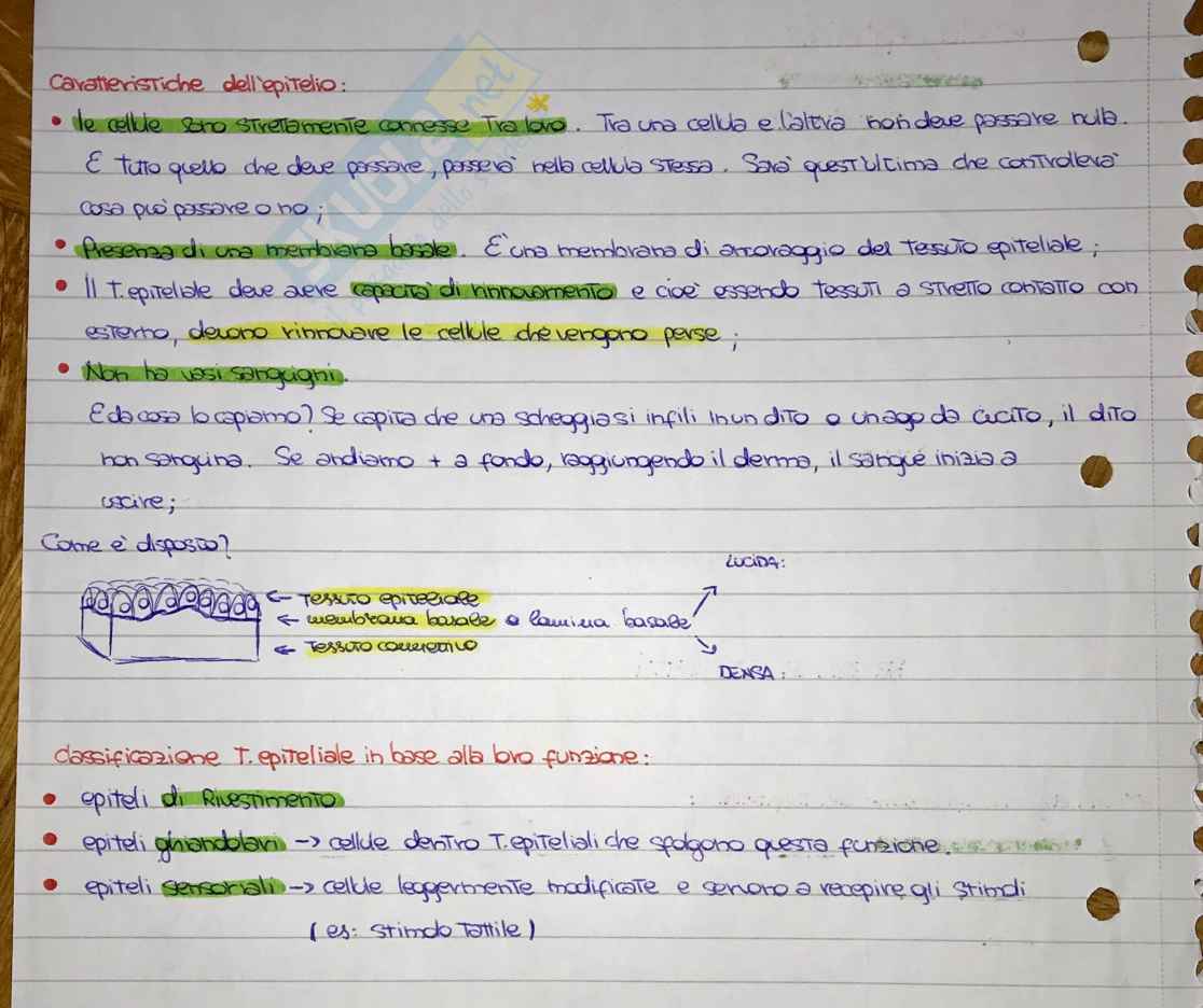 Esame di Istologia Pag. 2