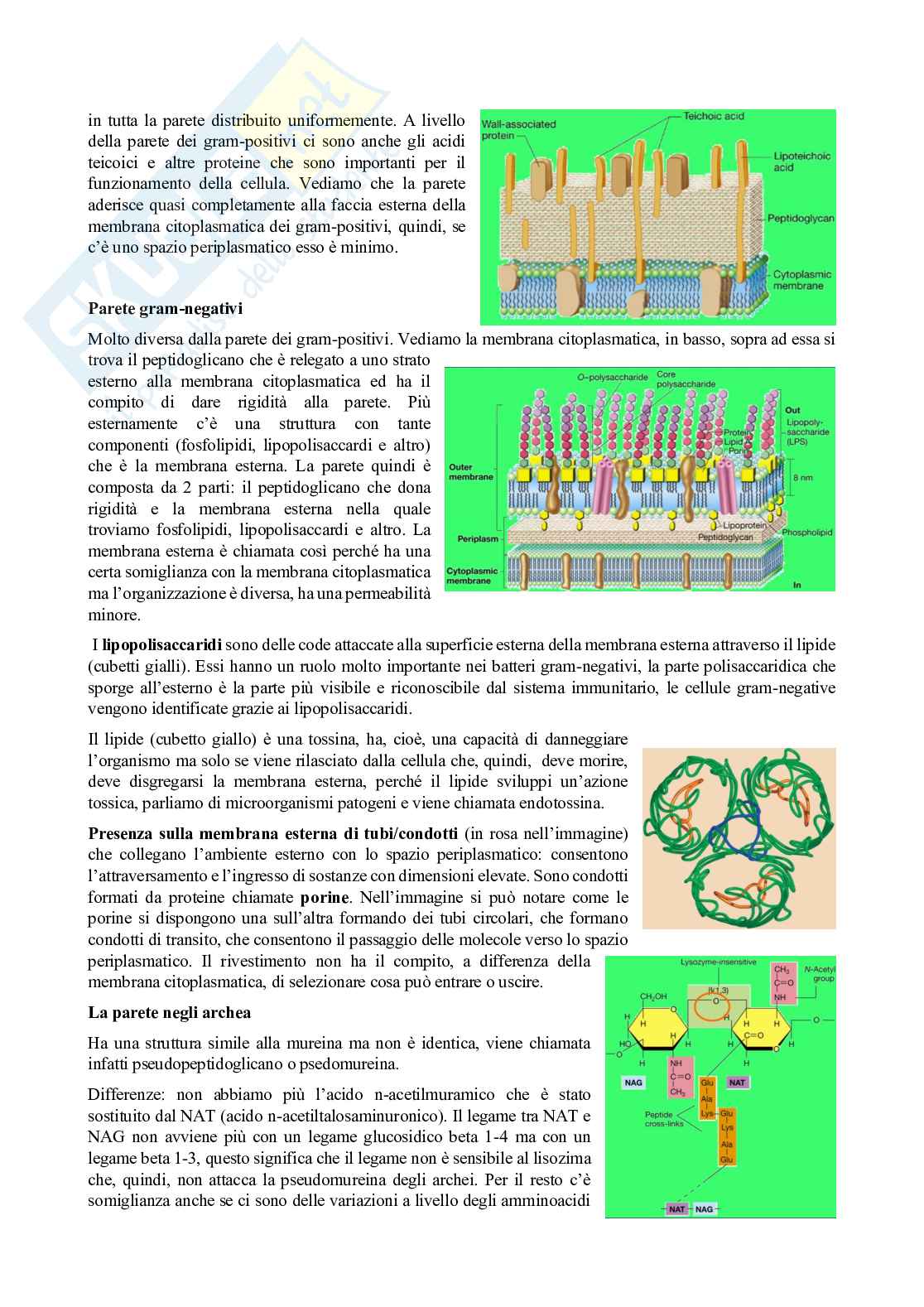 Appunti di Microbiologia con laboratorio - Lezione 5 Pag. 11
