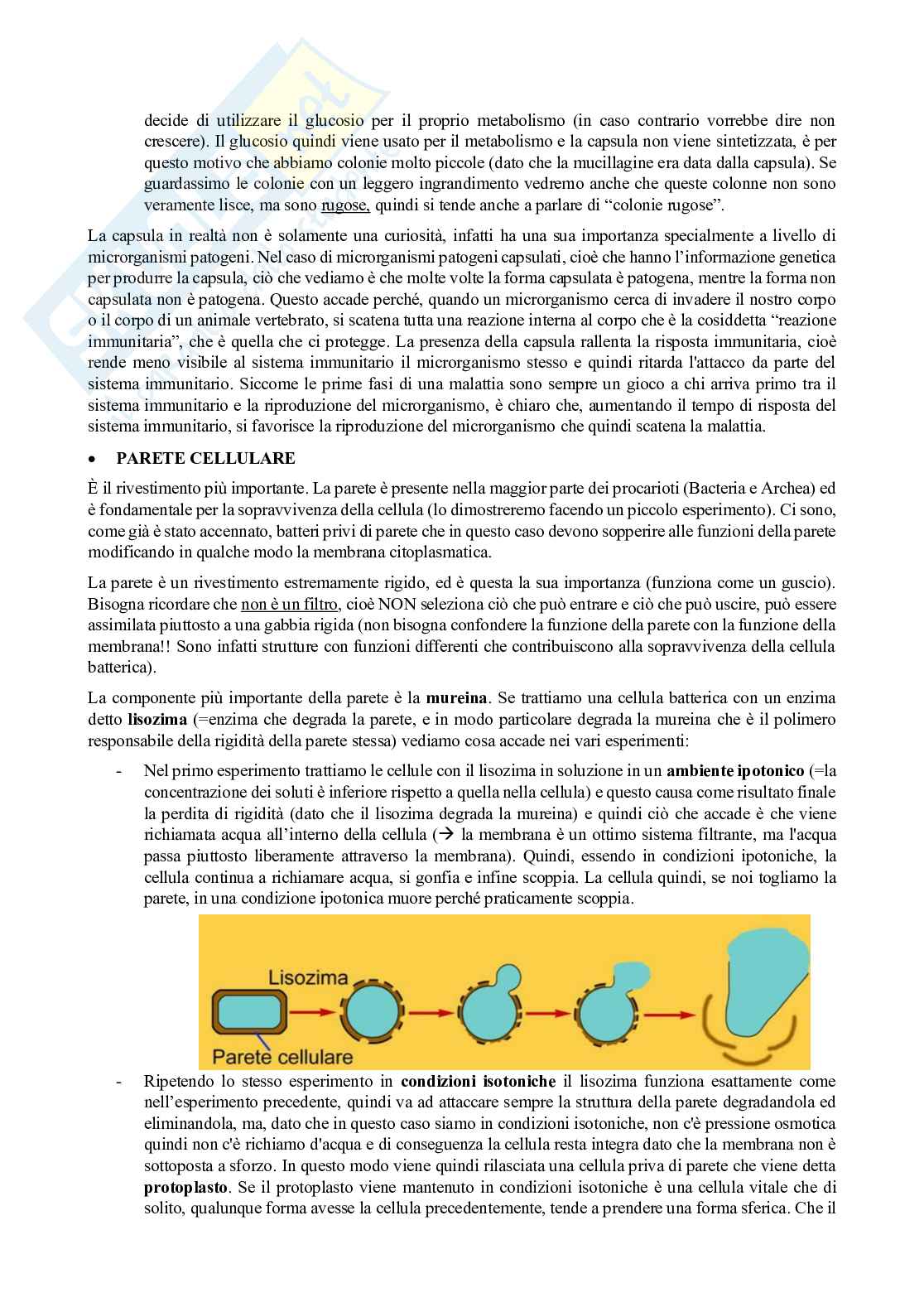 Appunti di Microbiologia con laboratorio - Lezione 5 Pag. 2