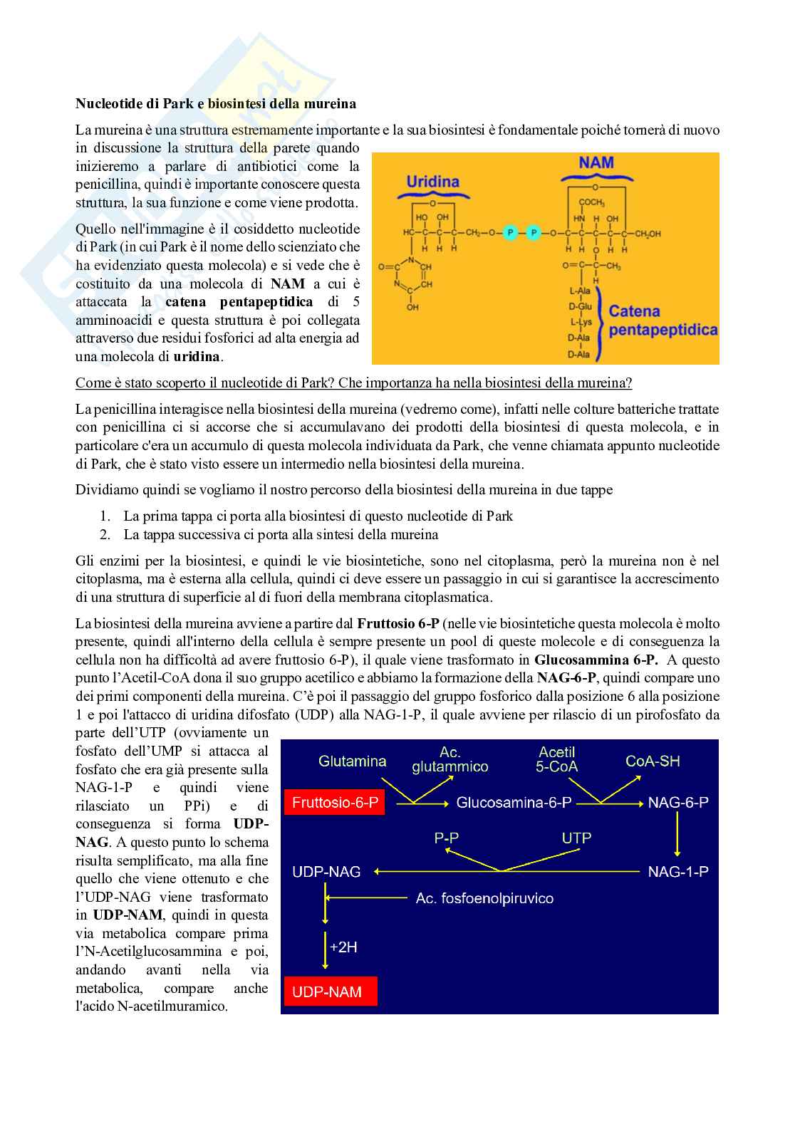 Appunti di Microbiologia con laboratorio - Lezione 5 Pag. 6