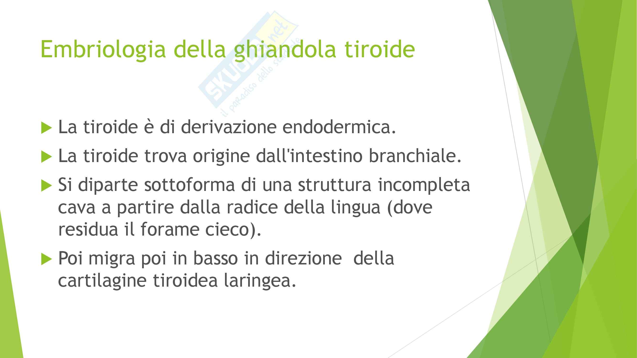 Endocrinologia - Embriologia e Anatomia della Ghiandola Tiroide Pag. 2
