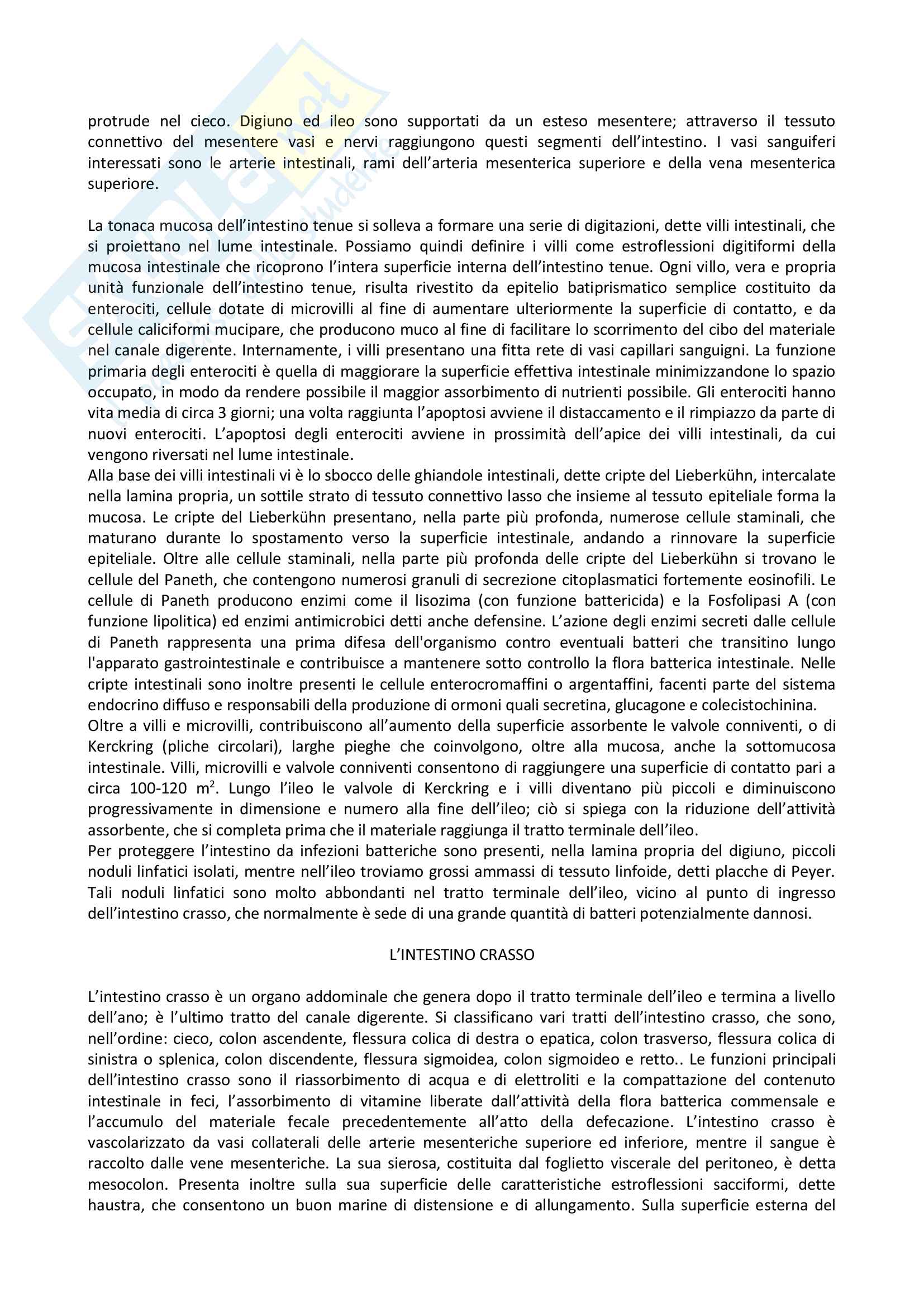 Appunti di Anatomia Umana Pag. 11
