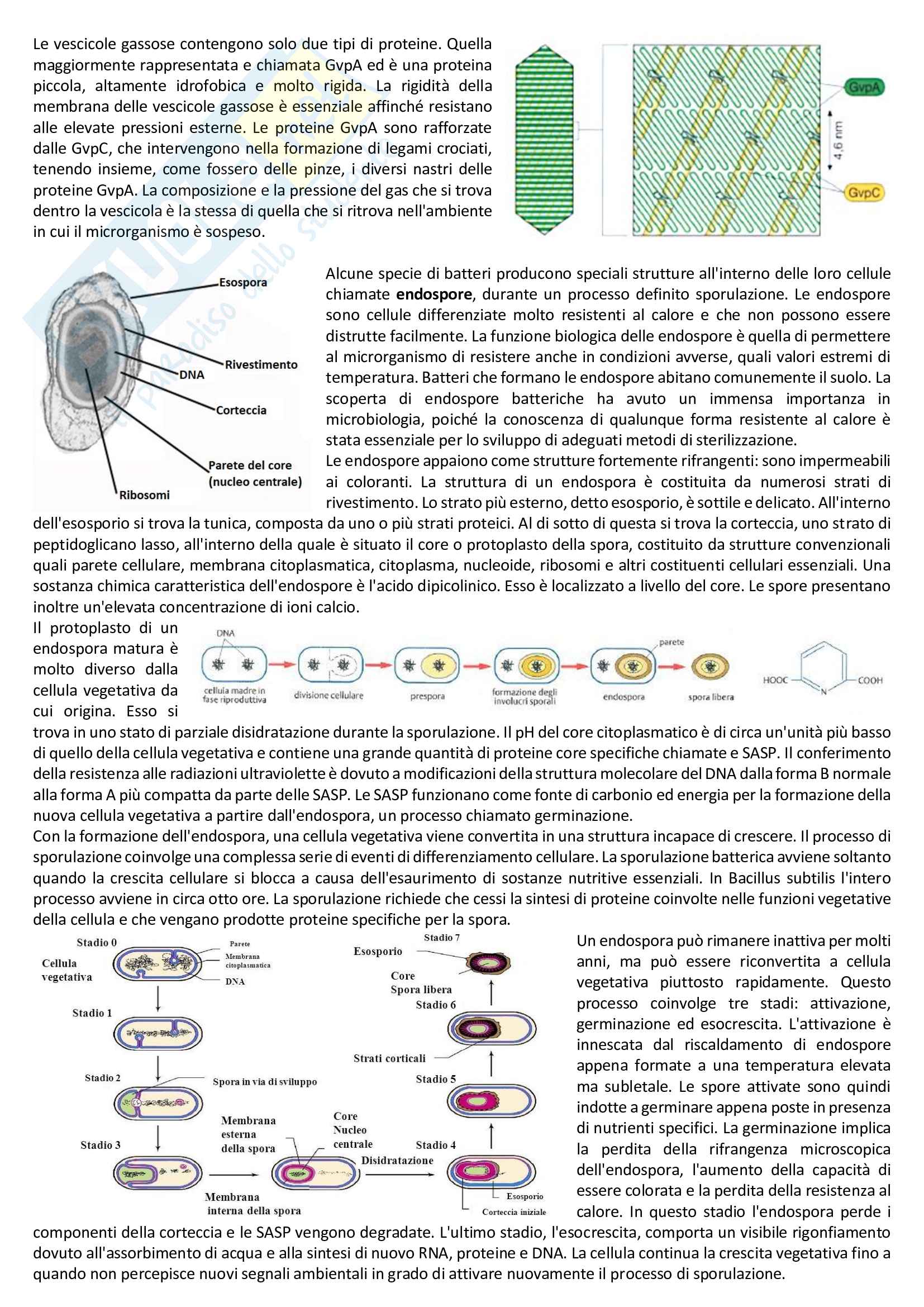 Riassunto esame aiuto compiti, docente Sacco Margherita, libro consigliato Biologia dei microrganismi - Volume 1 Brock, Microbiologia generale, Madigan, Martinko Pag. 16