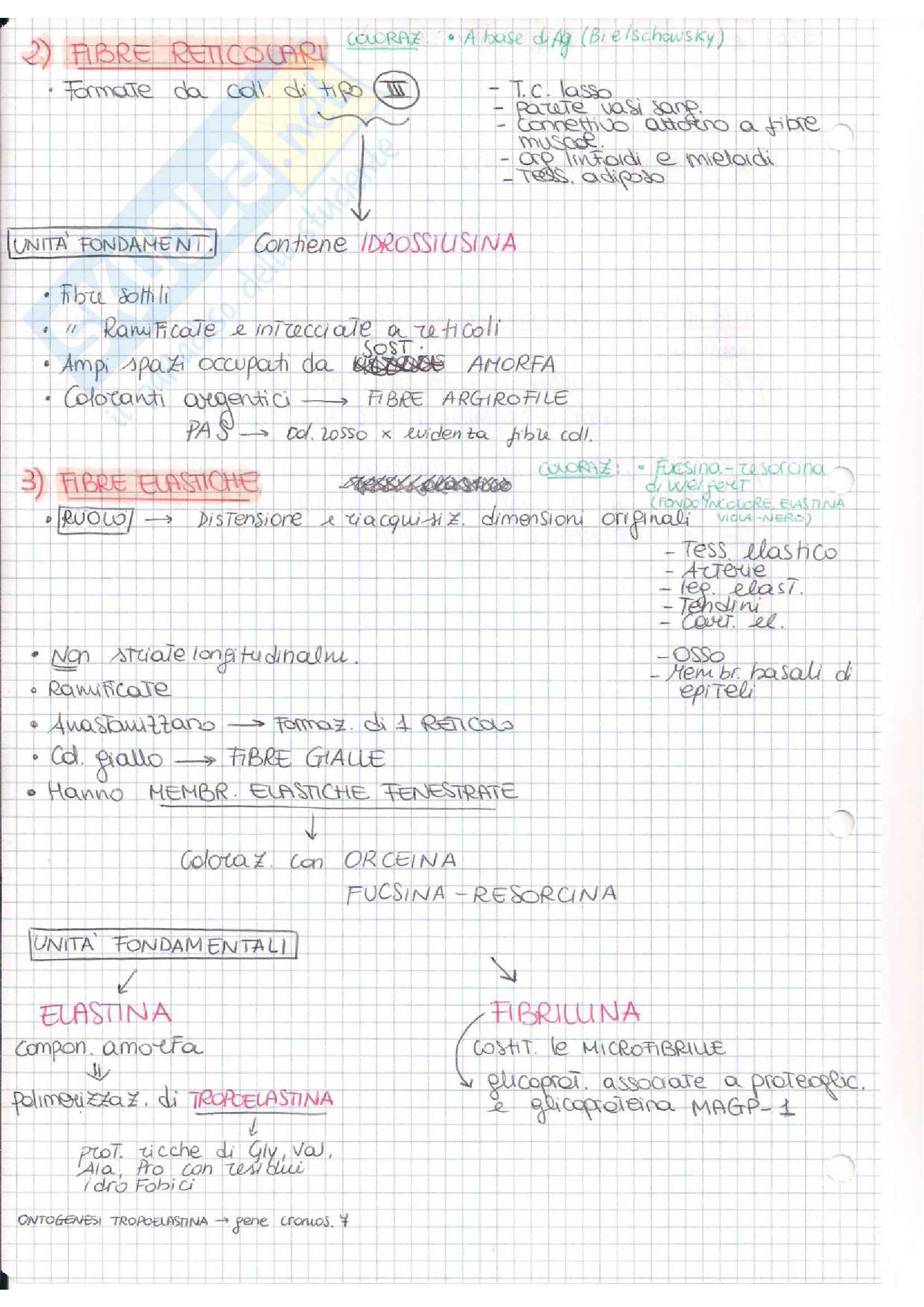 Istologia (esame istologia ed embriologia) Pag. 36