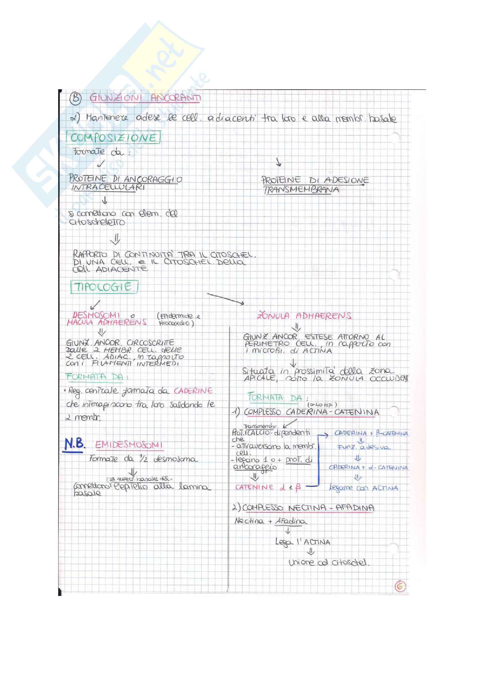 Istologia (esame istologia ed embriologia) Pag. 6