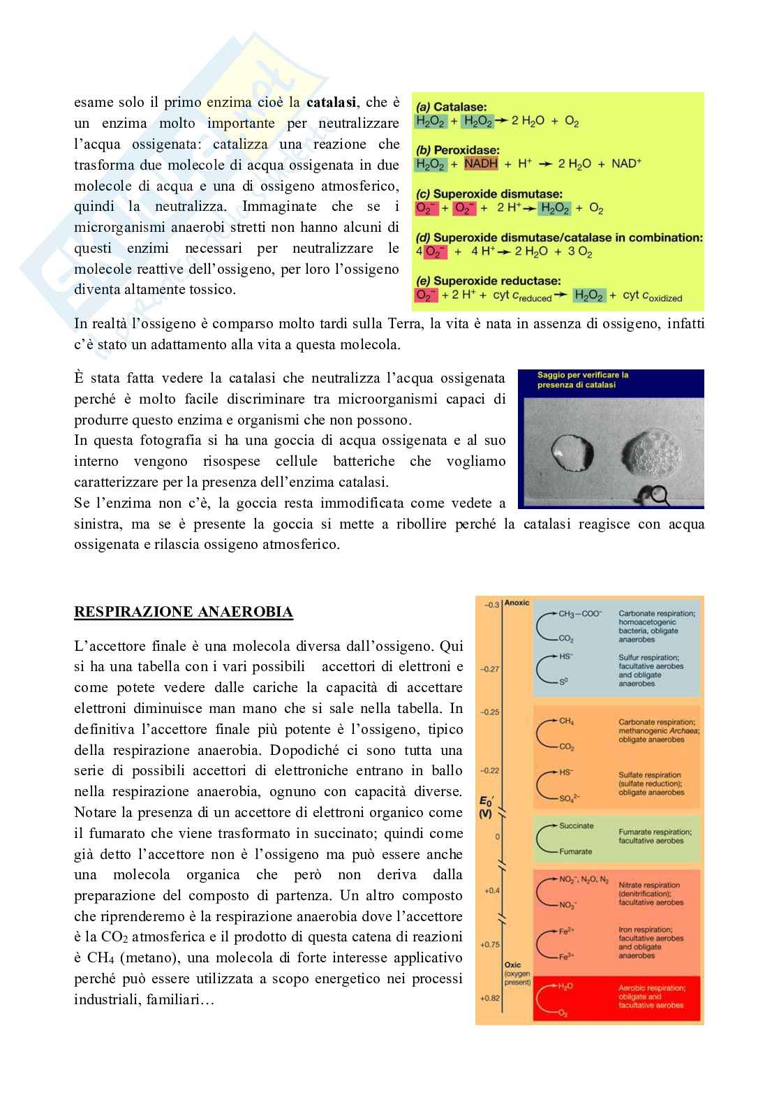 Microbiologia Pag. 11