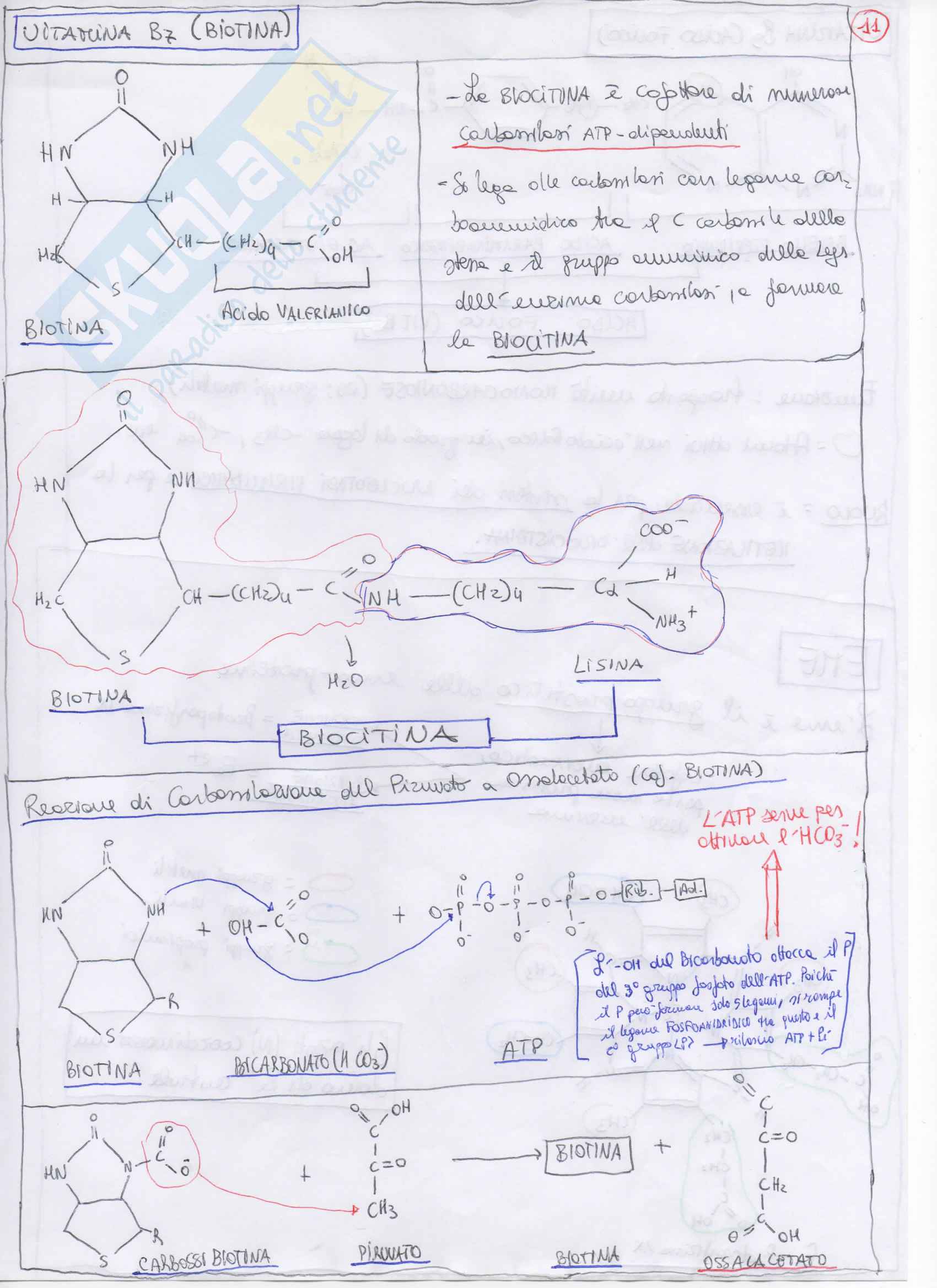 Composti Intermedi, Enzimi, strutture da imparare: biochimica 1 e 2 Pag. 11