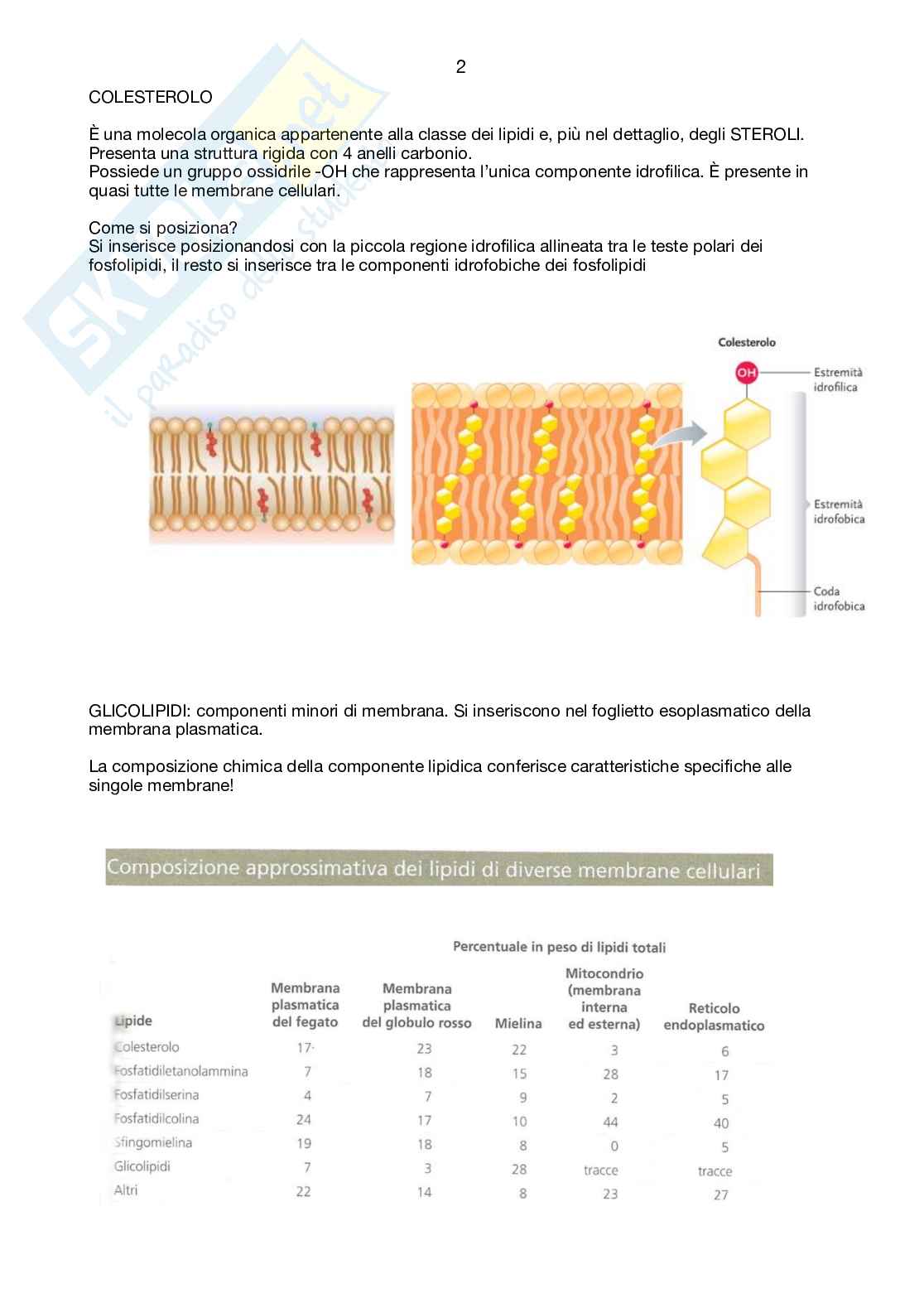 Appunto completo di citologia e istologia con membrane biologiche e tipi di trasporto Pag. 2