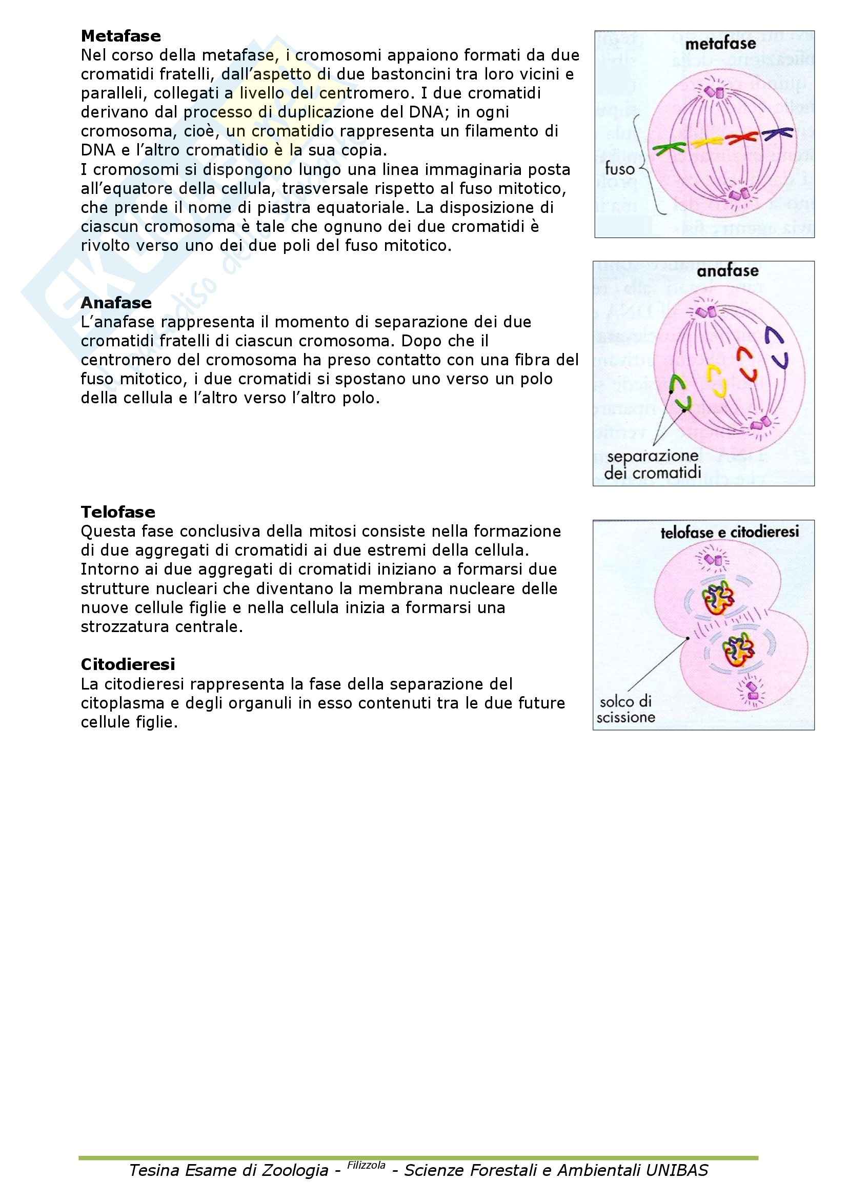 Zoologia - Appunti Pag. 71