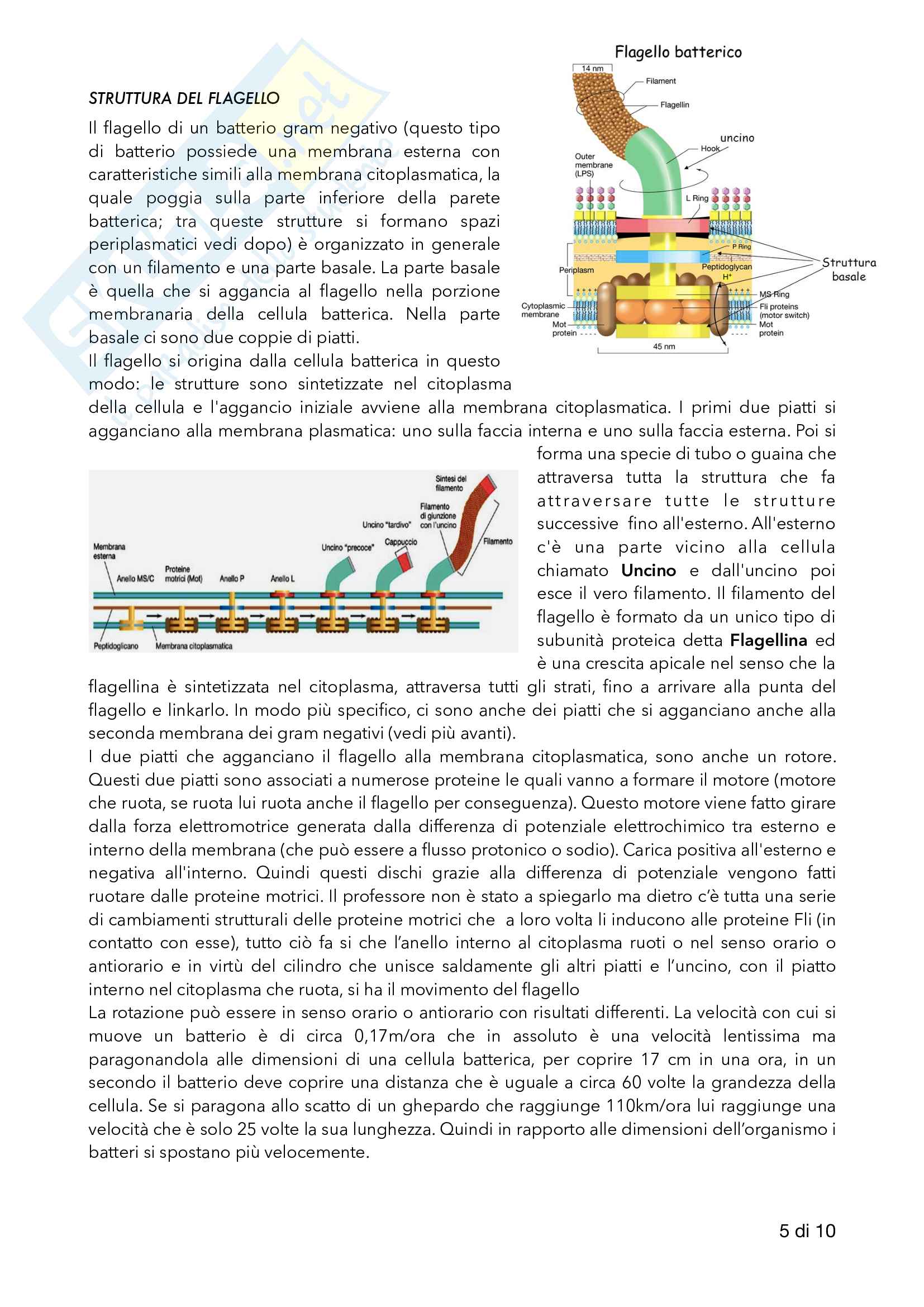 Appunti di Microbiologia (professor Mastromei) Pag. 11