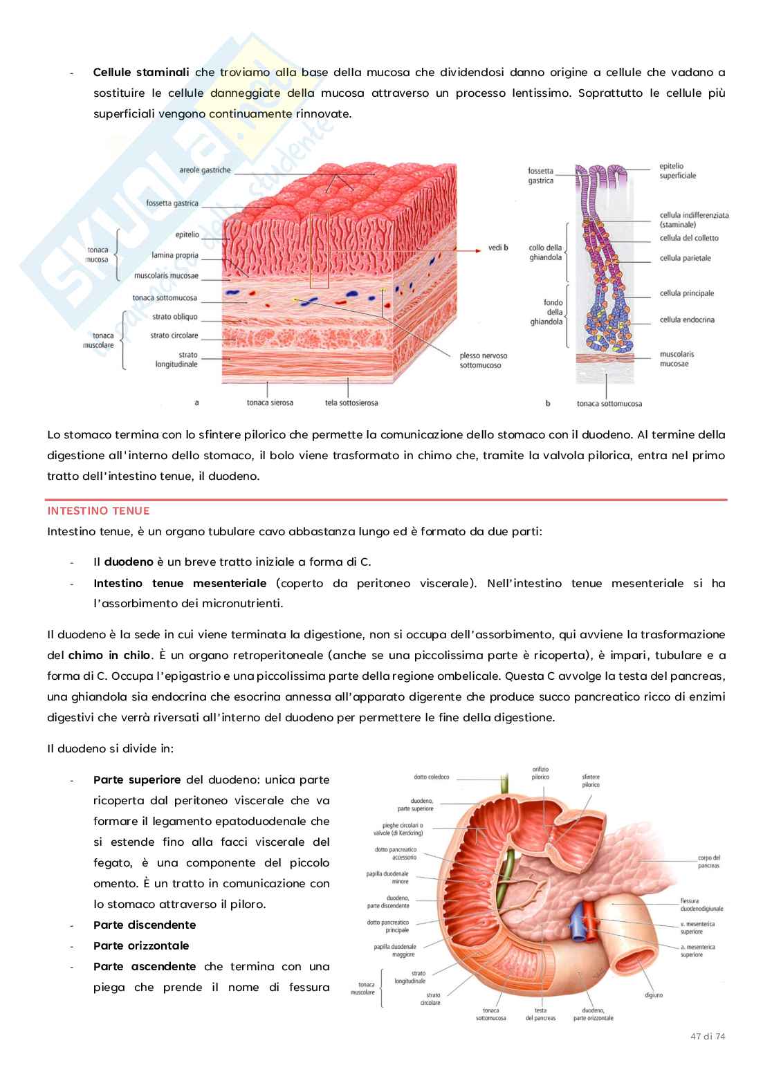 Anatomia umana Pag. 2