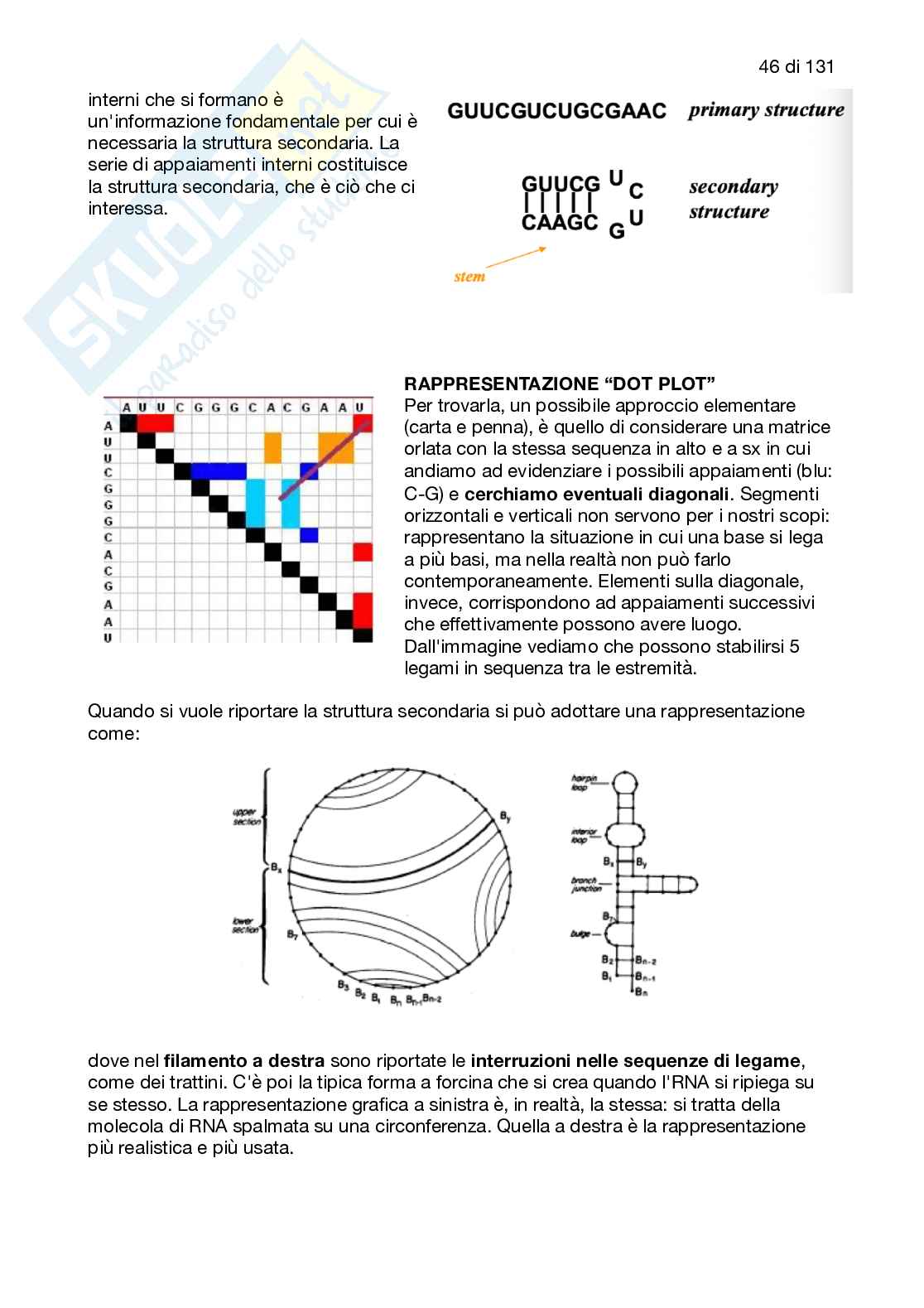 Appunti completi del corso di Bioinformatica e genomica funzionale Pag. 46