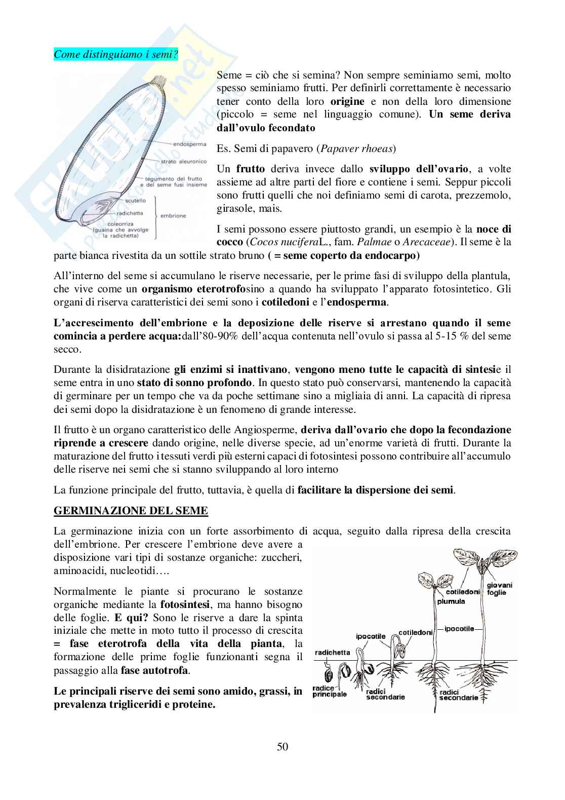 Biologia vegetale Pag. 51