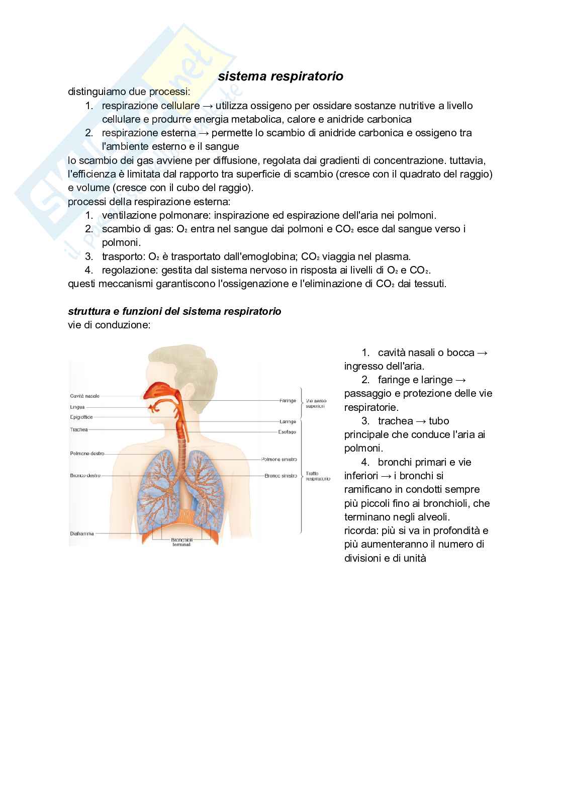 Sistema respiratorio Pag. 1