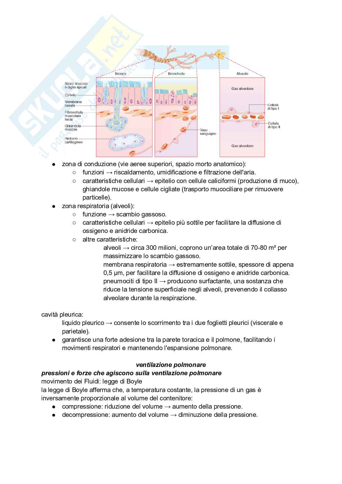 Sistema respiratorio Pag. 2