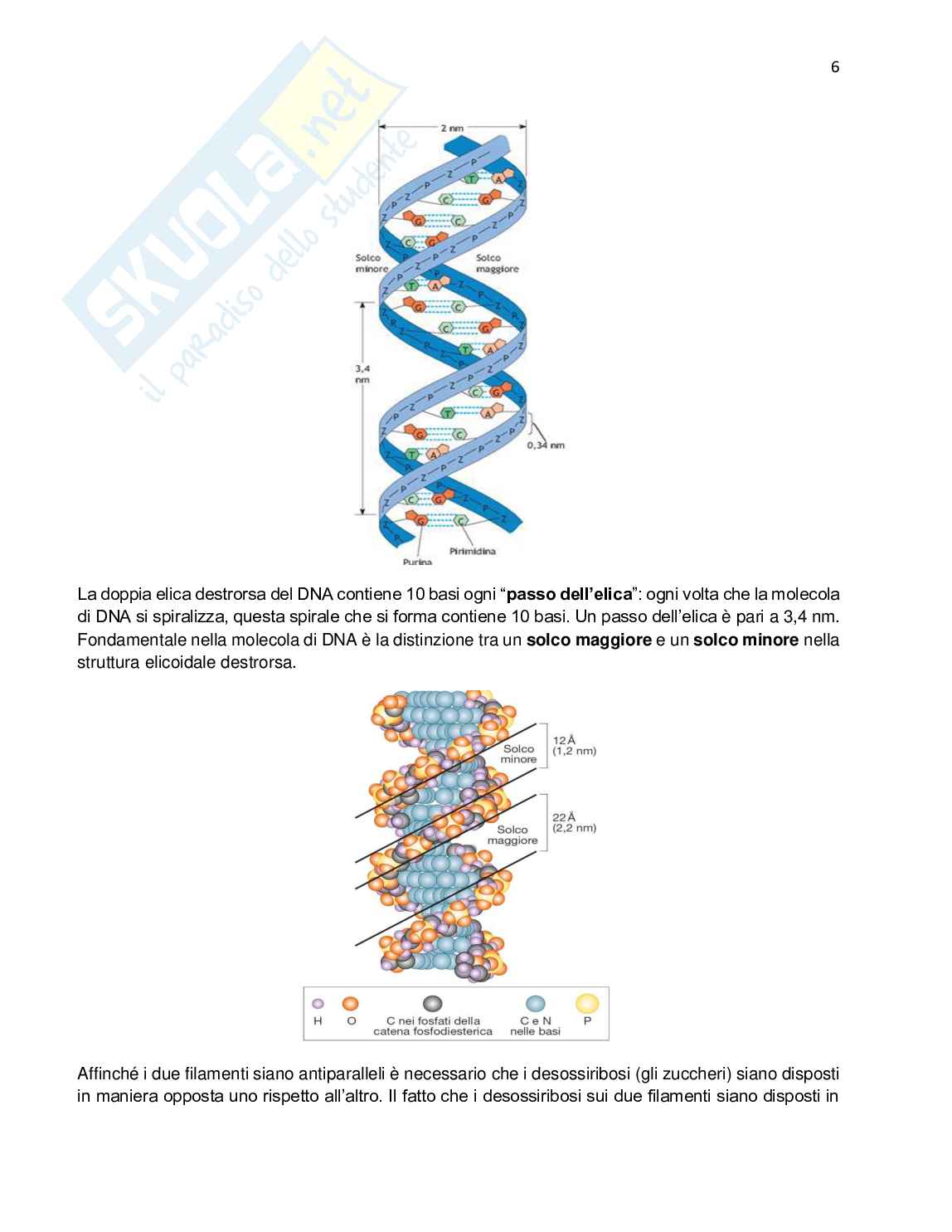 Appunti Biologia molecolare Pag. 6