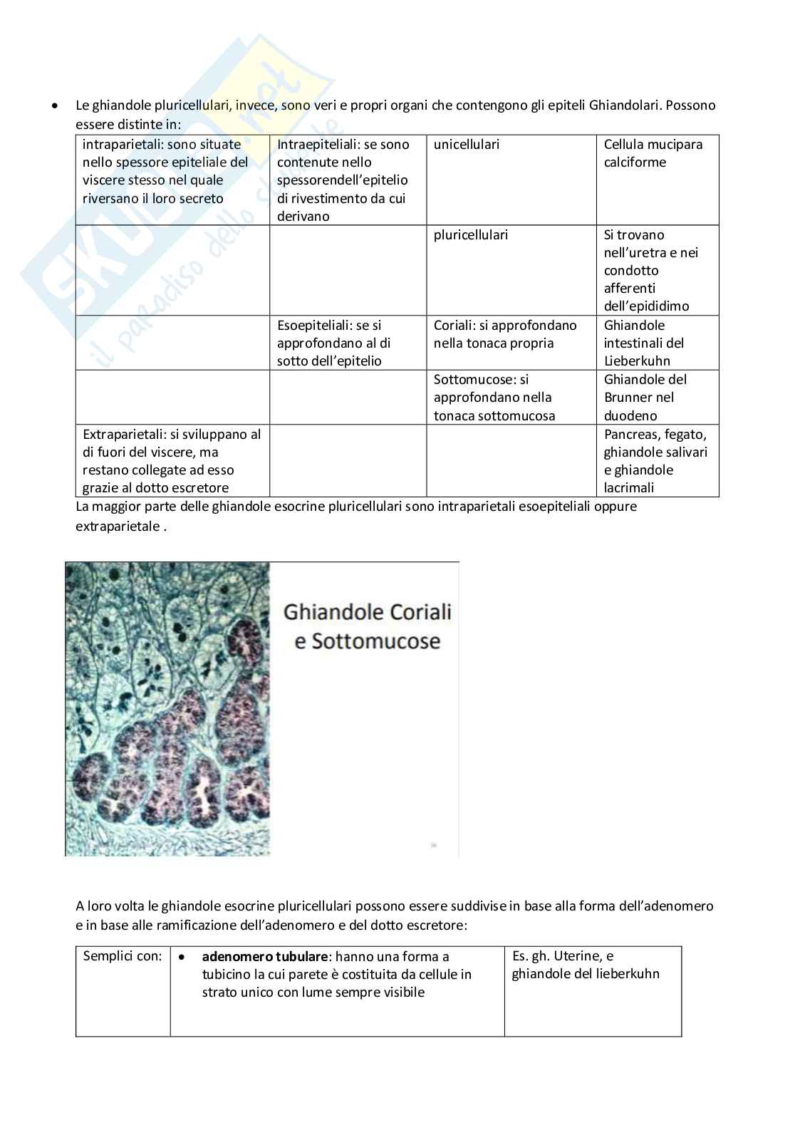 Istologia Pag. 26