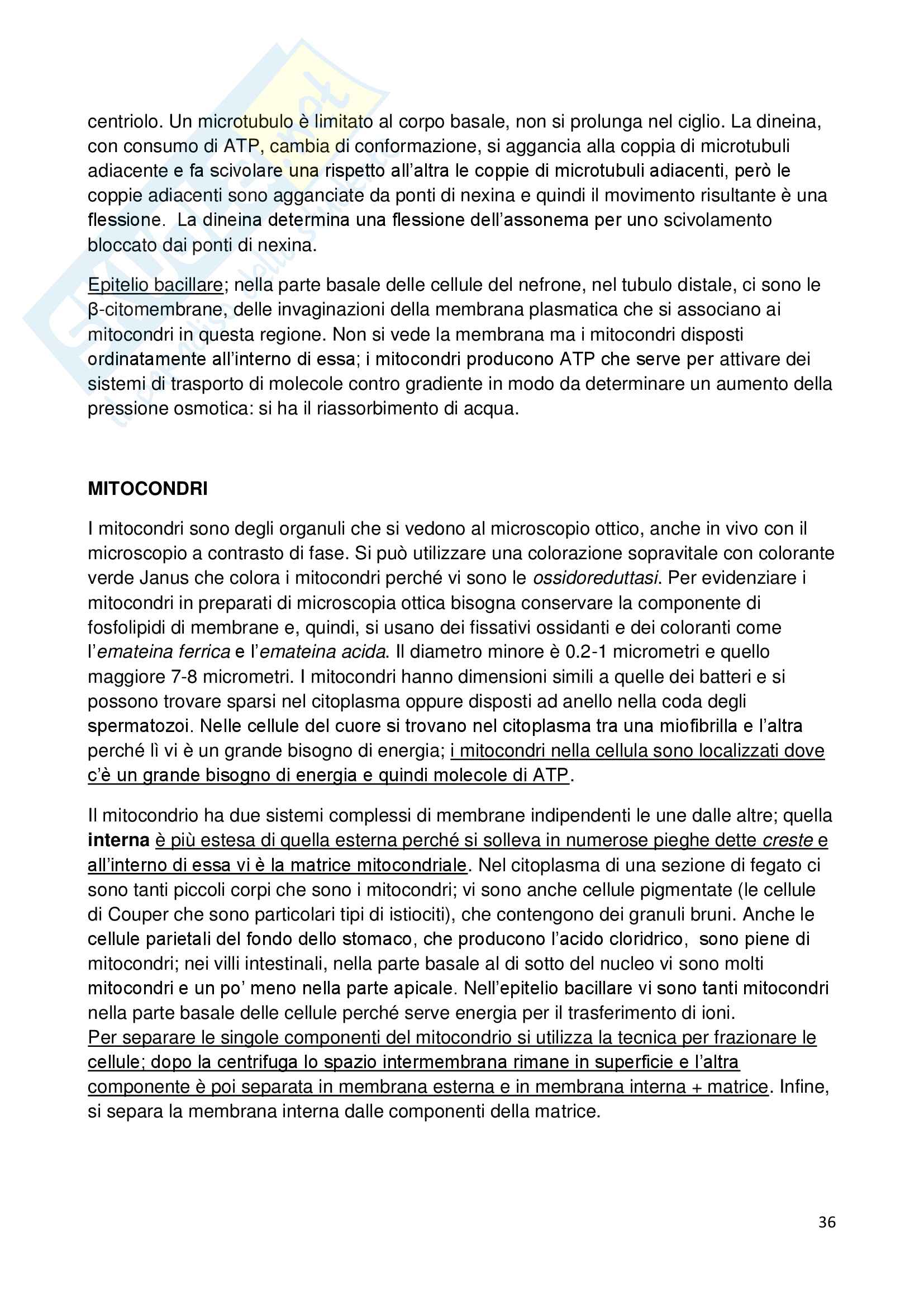 Appunti di biologia della cellula Pag. 36