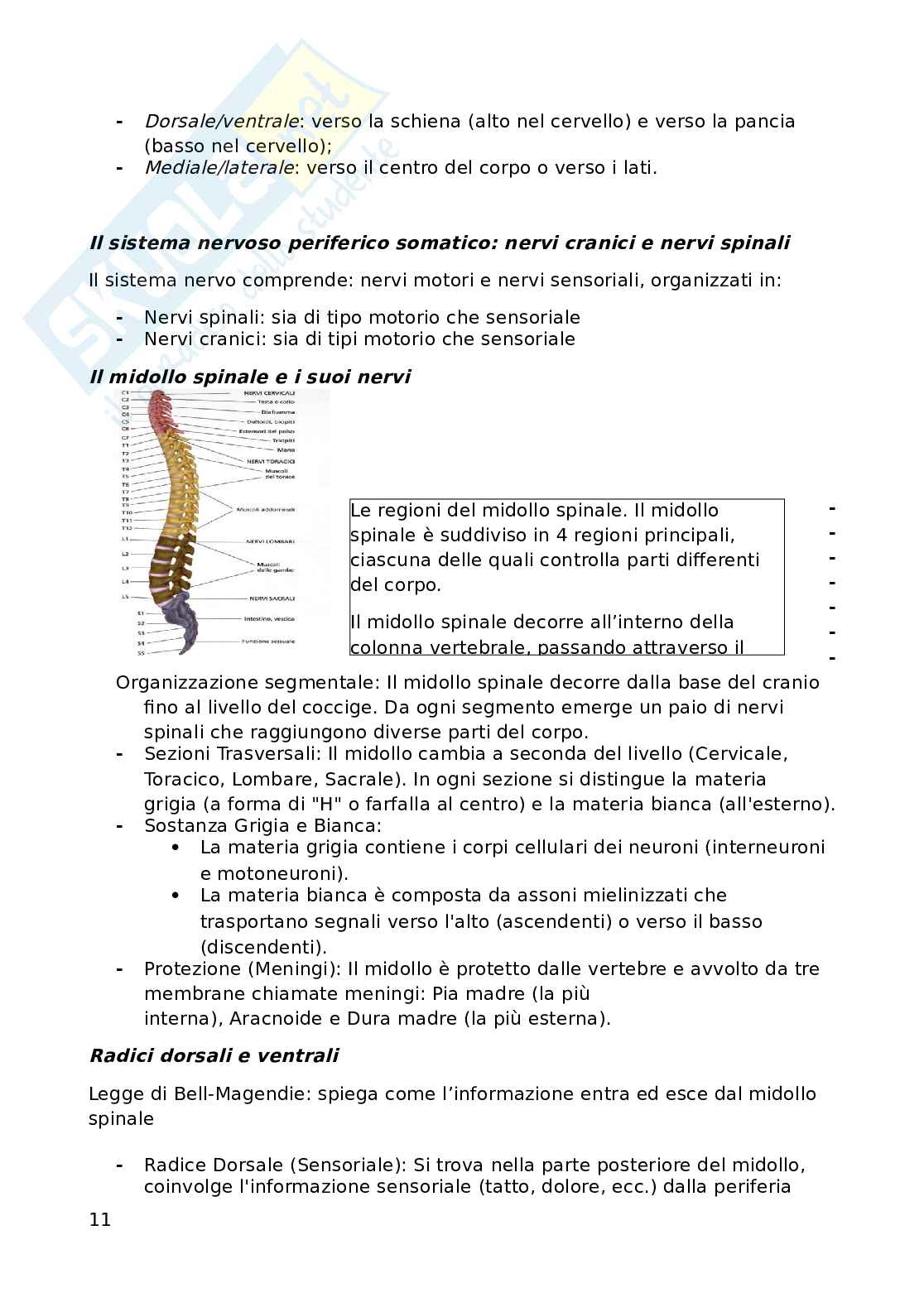 Psicobiologia Pag. 11