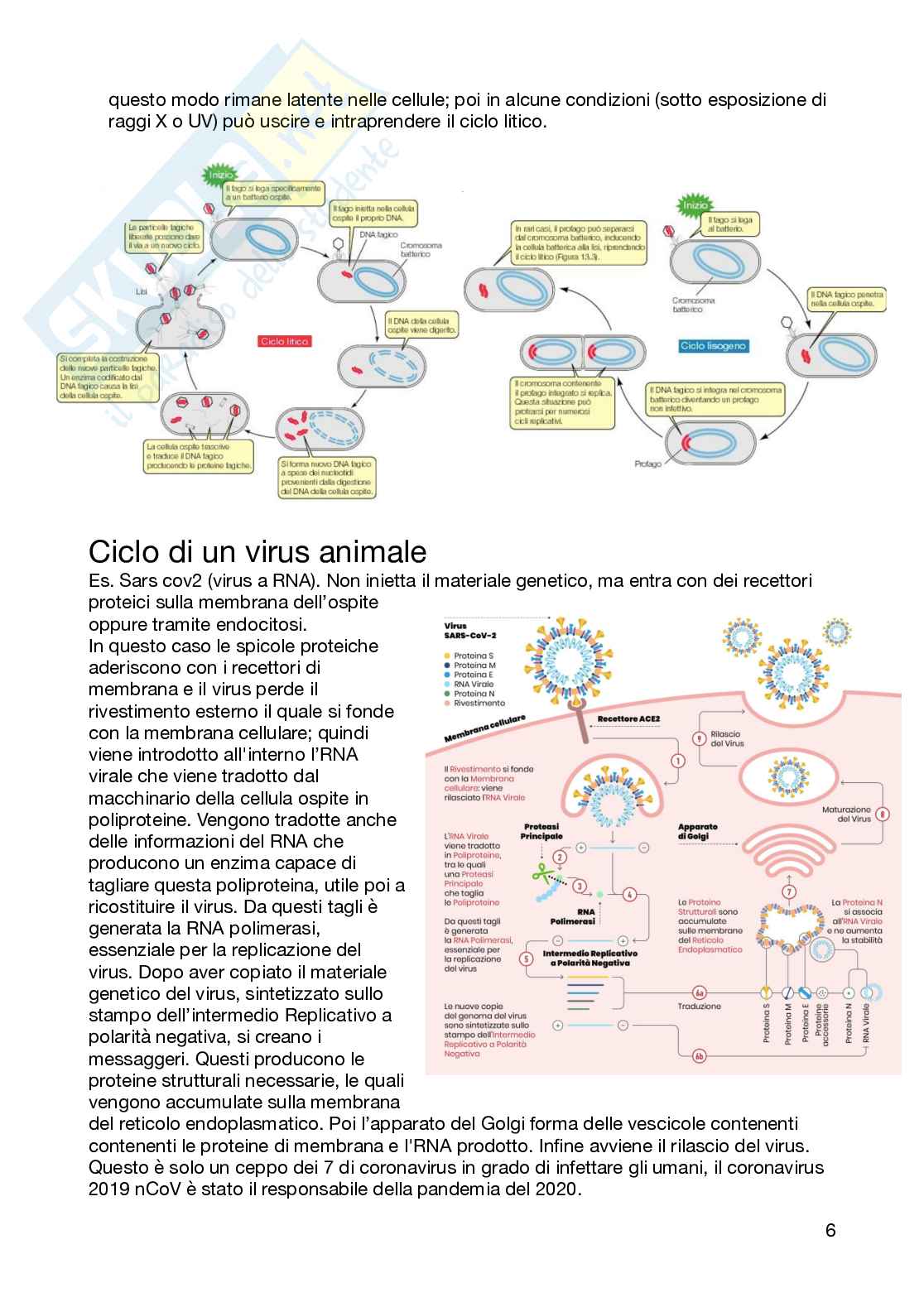 Biologia e genetica - semestre filtro, parte 1 Pag. 6