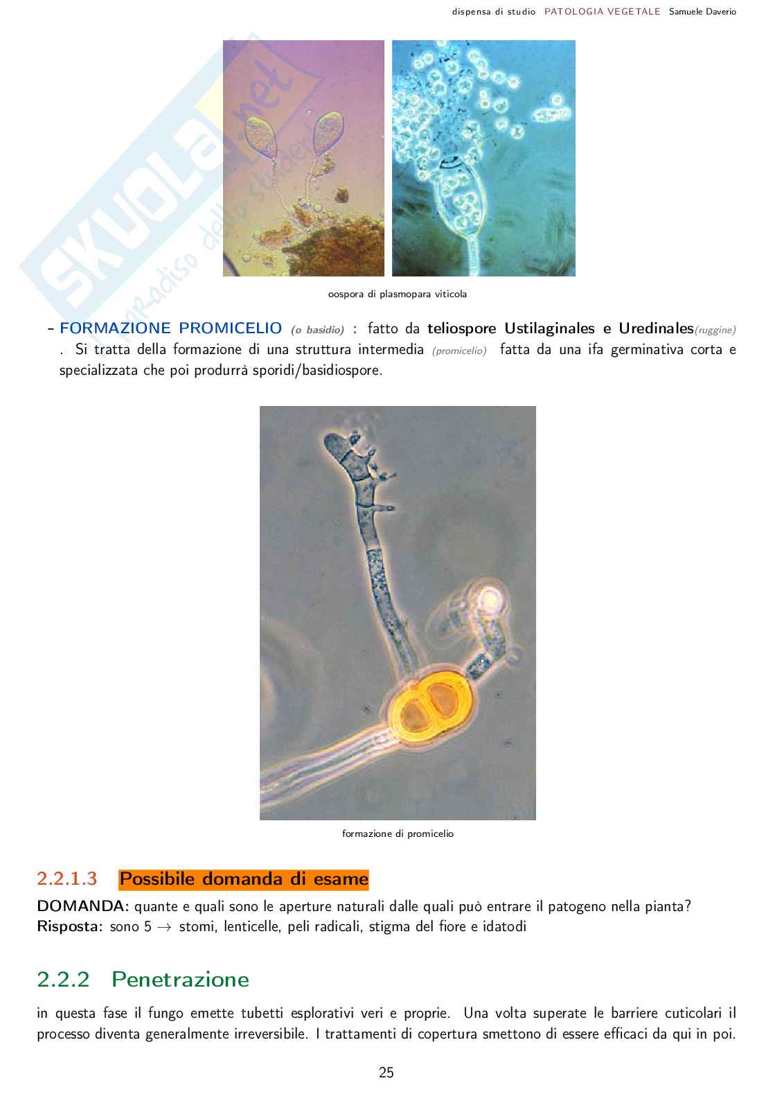 Patologia agraria - Corso completo Pag. 26