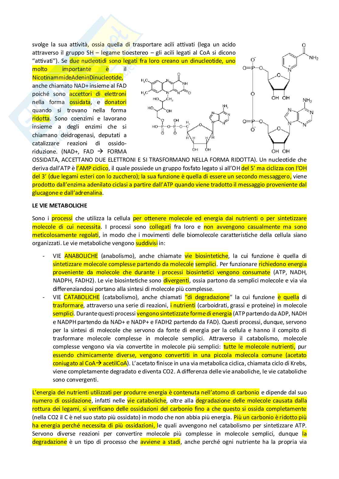 Appunti Biochimica  Pag. 11