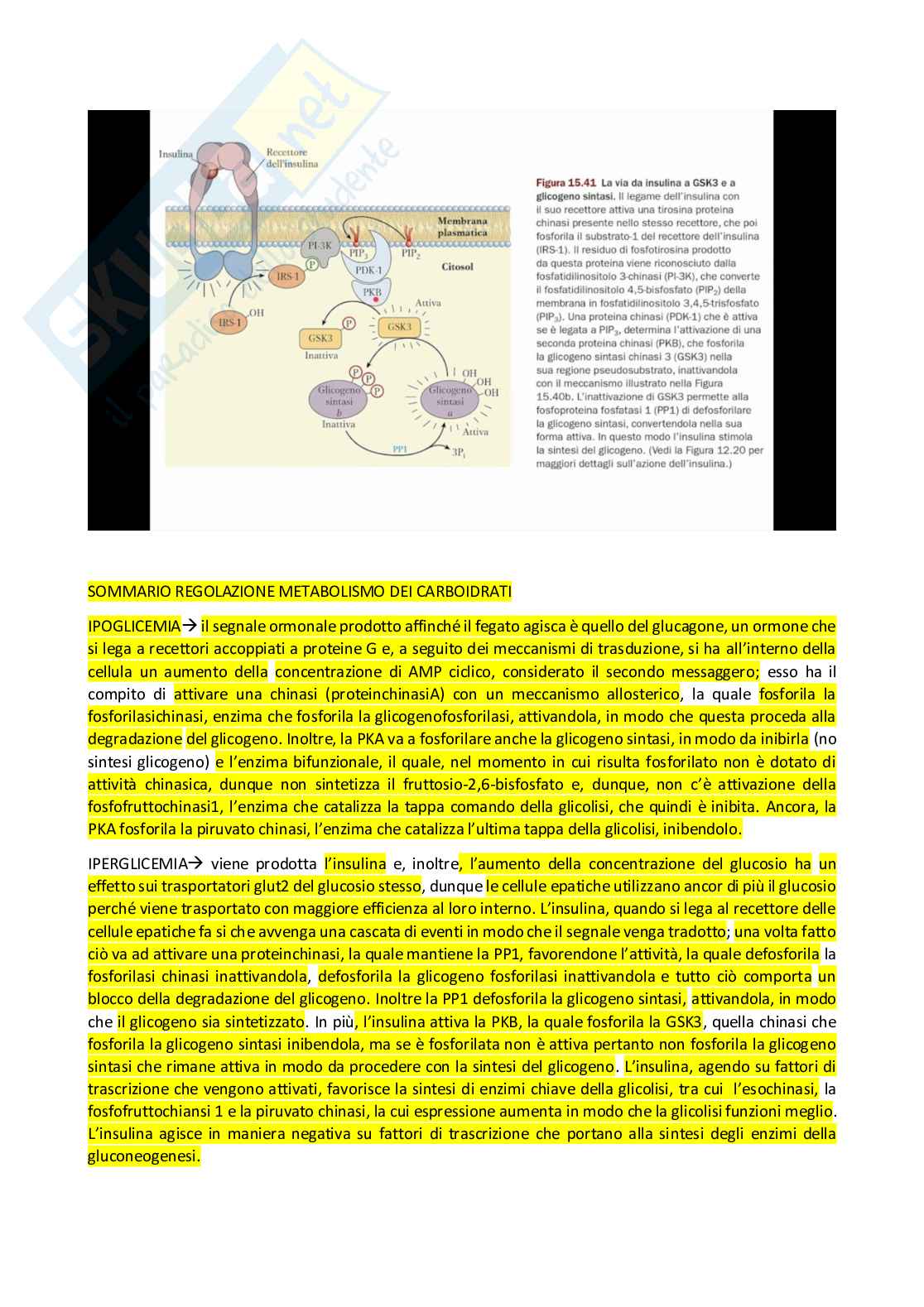 Appunti Biochimica  Pag. 21
