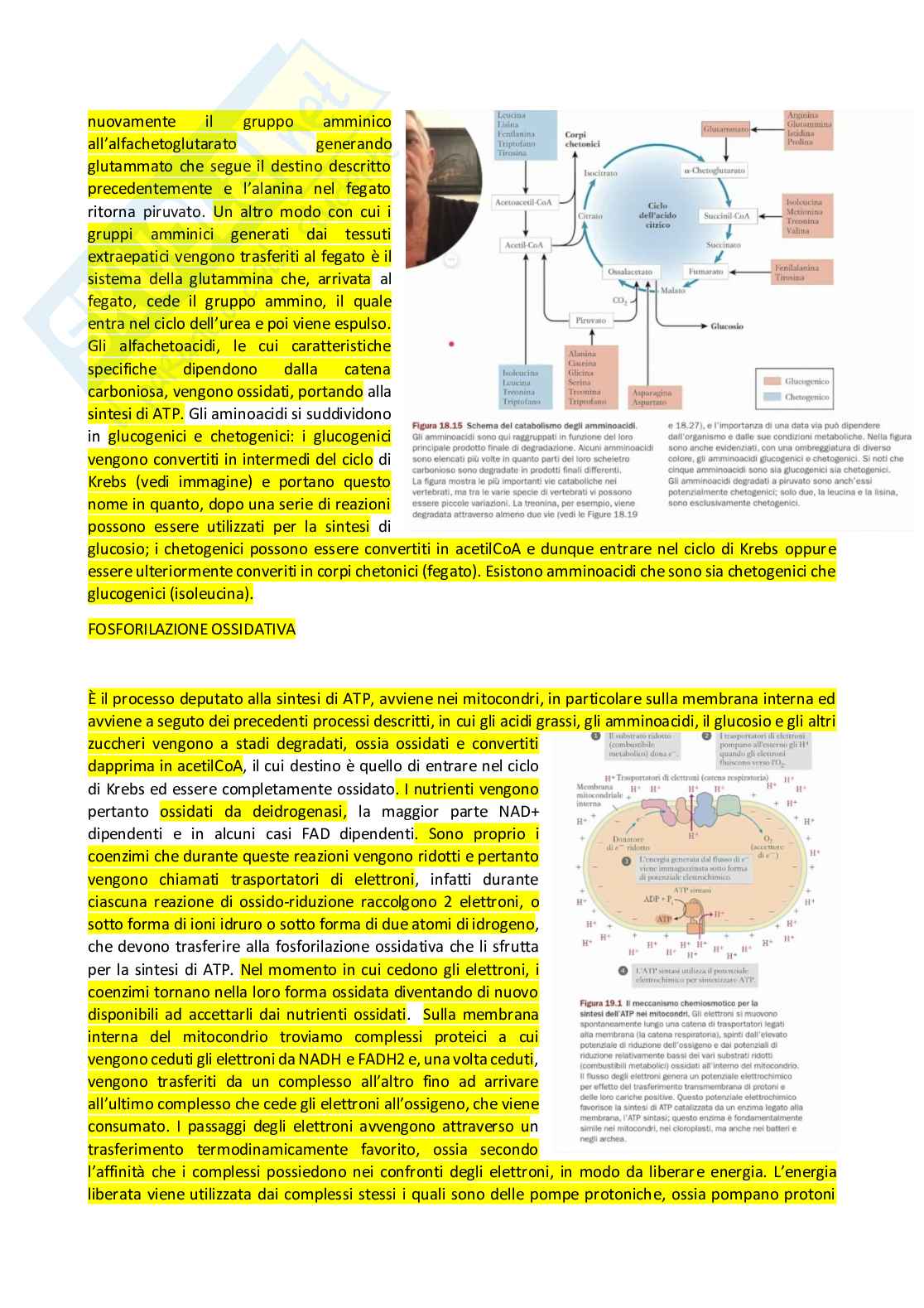 Appunti Biochimica  Pag. 31