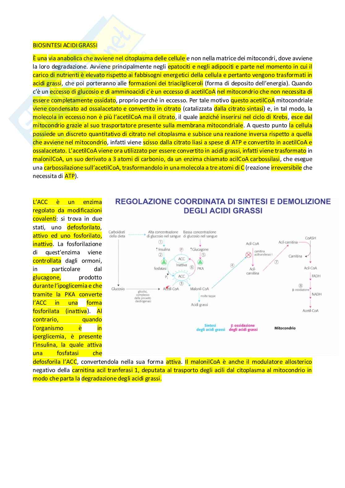 Appunti Biochimica  Pag. 36