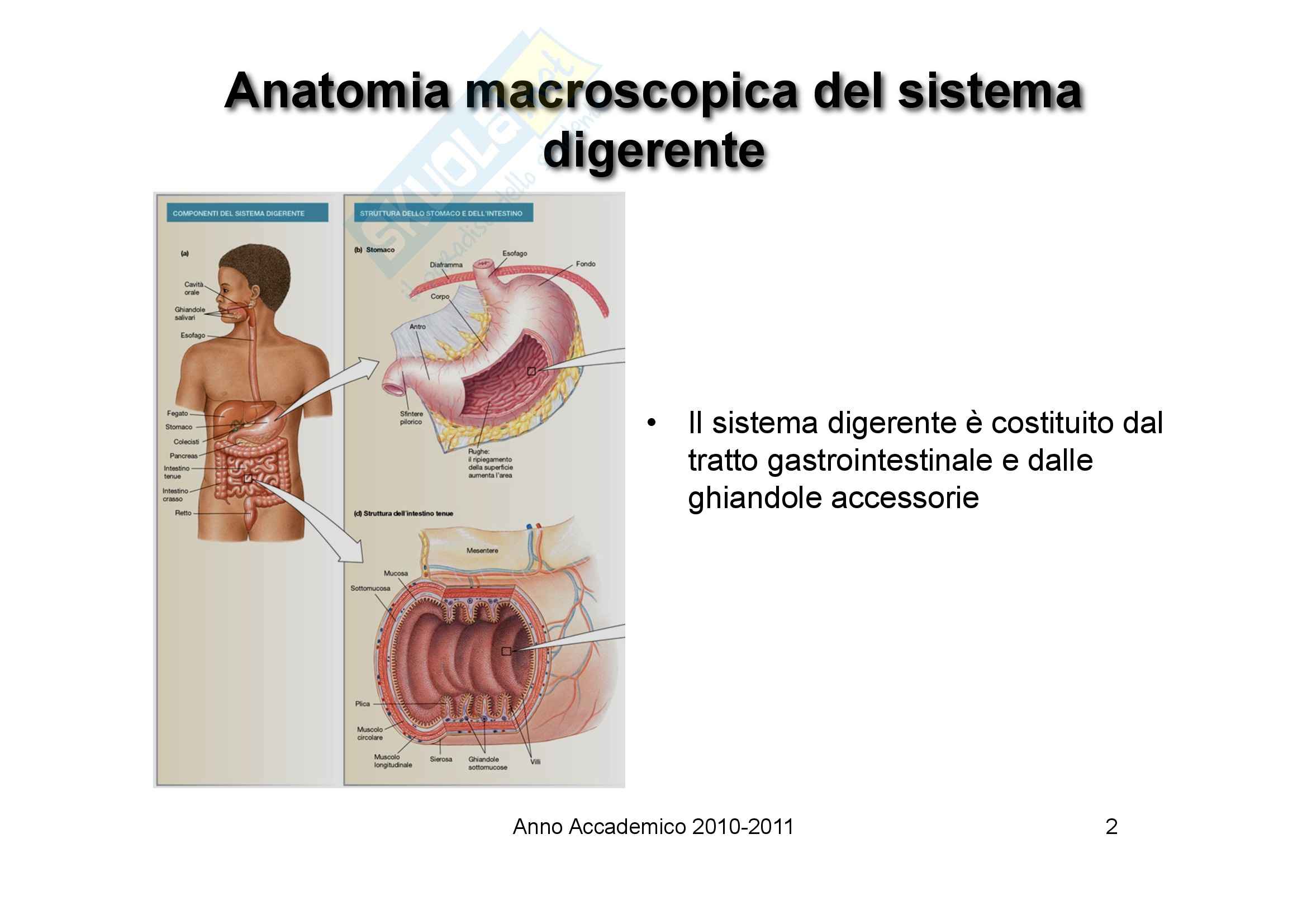 Fisiologia umana II - fisiologia apparato digerente Pag. 2