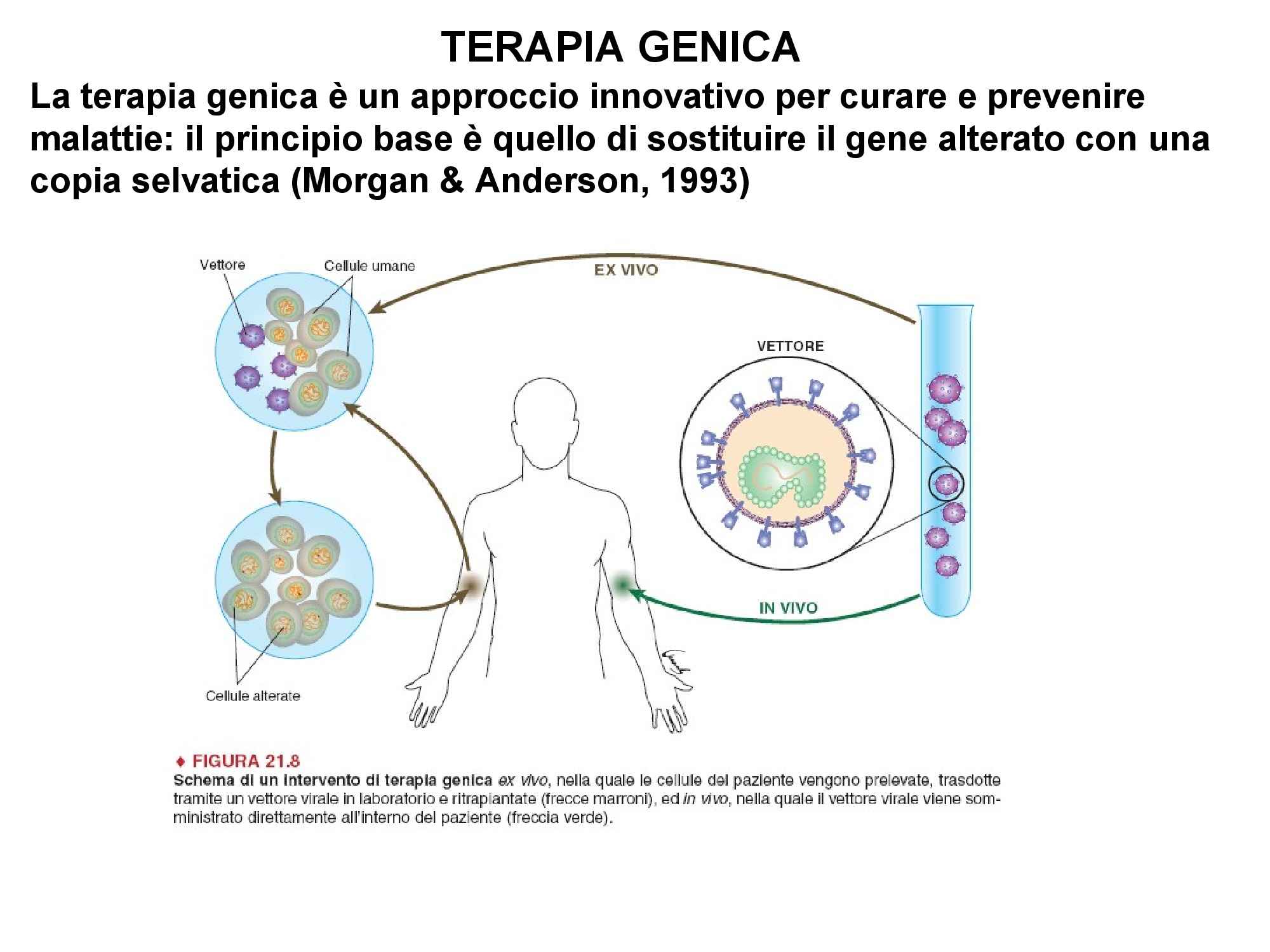 Que Relação Existe Entre A Terapia Gênica E Os Vírus