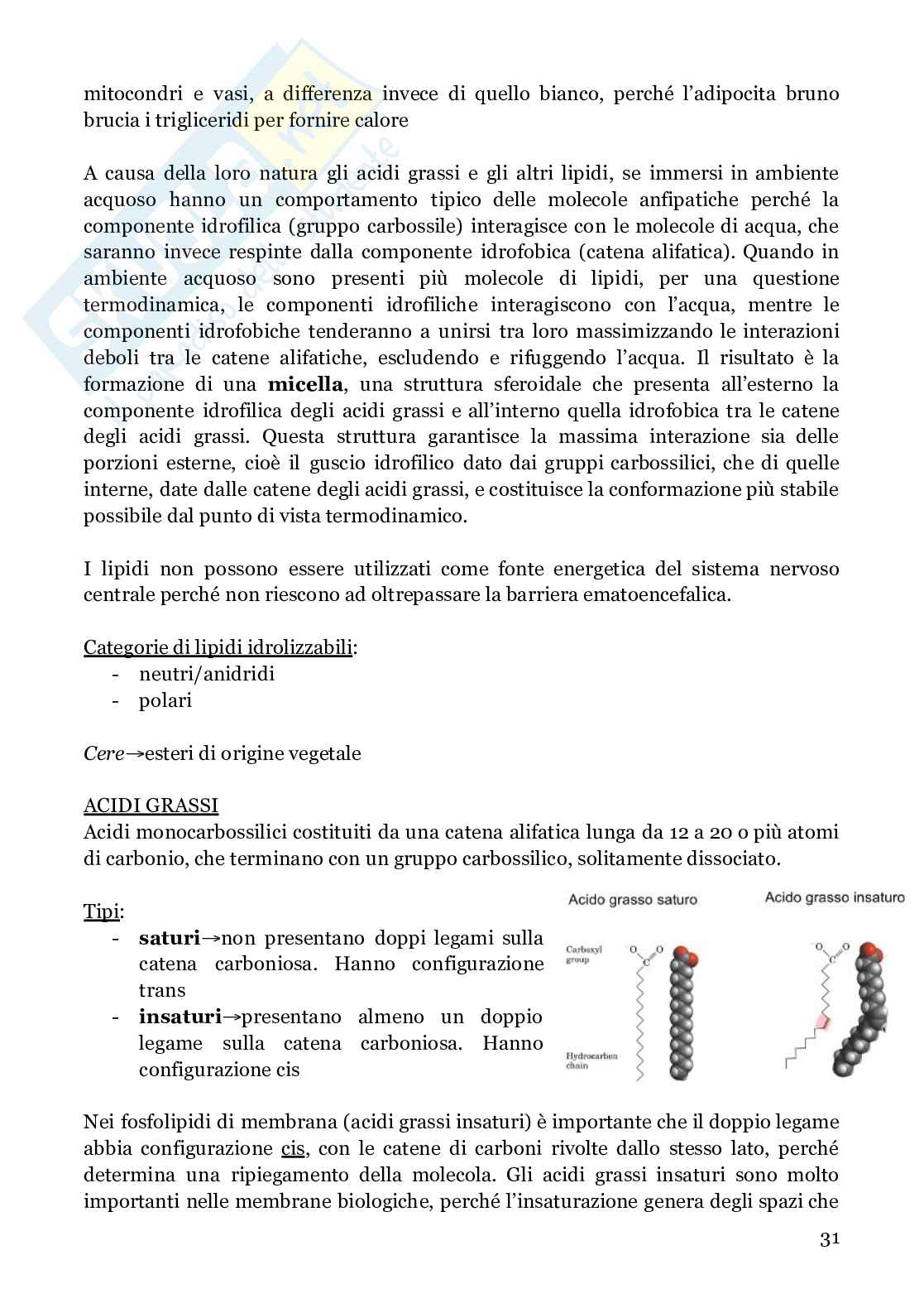 Biochimica strutturale Pag. 31