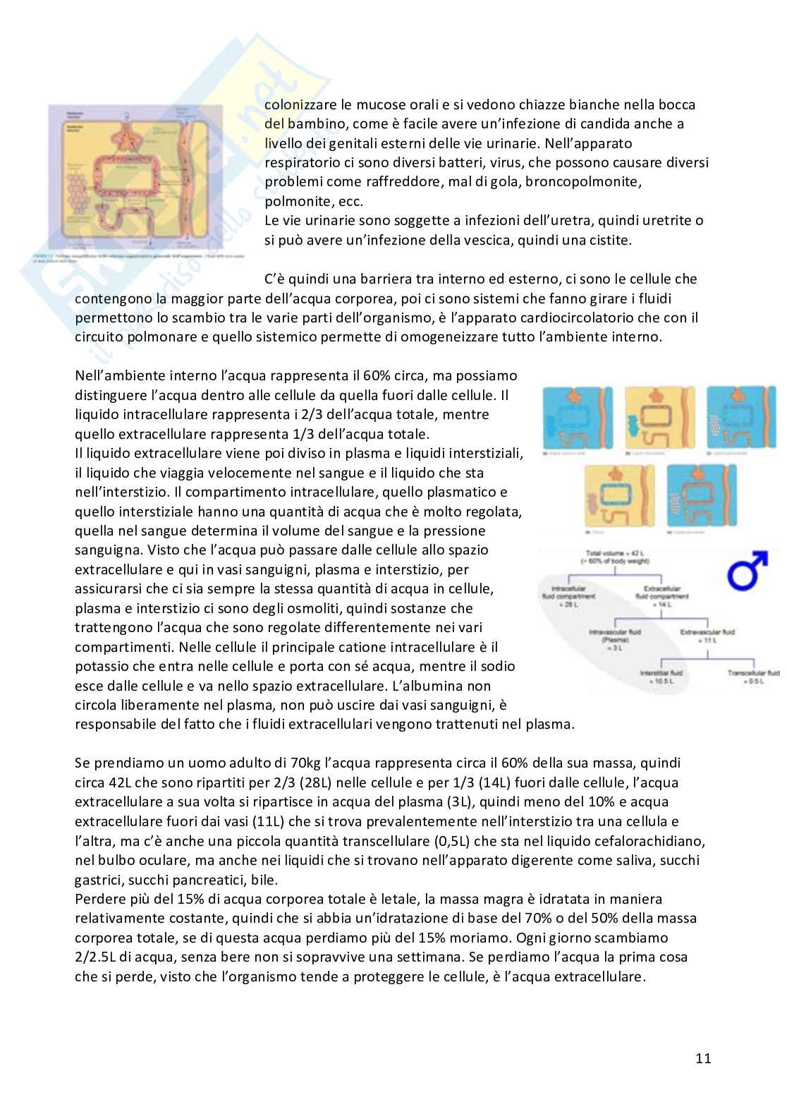 Appunti Fisiologia umana completi Pag. 11