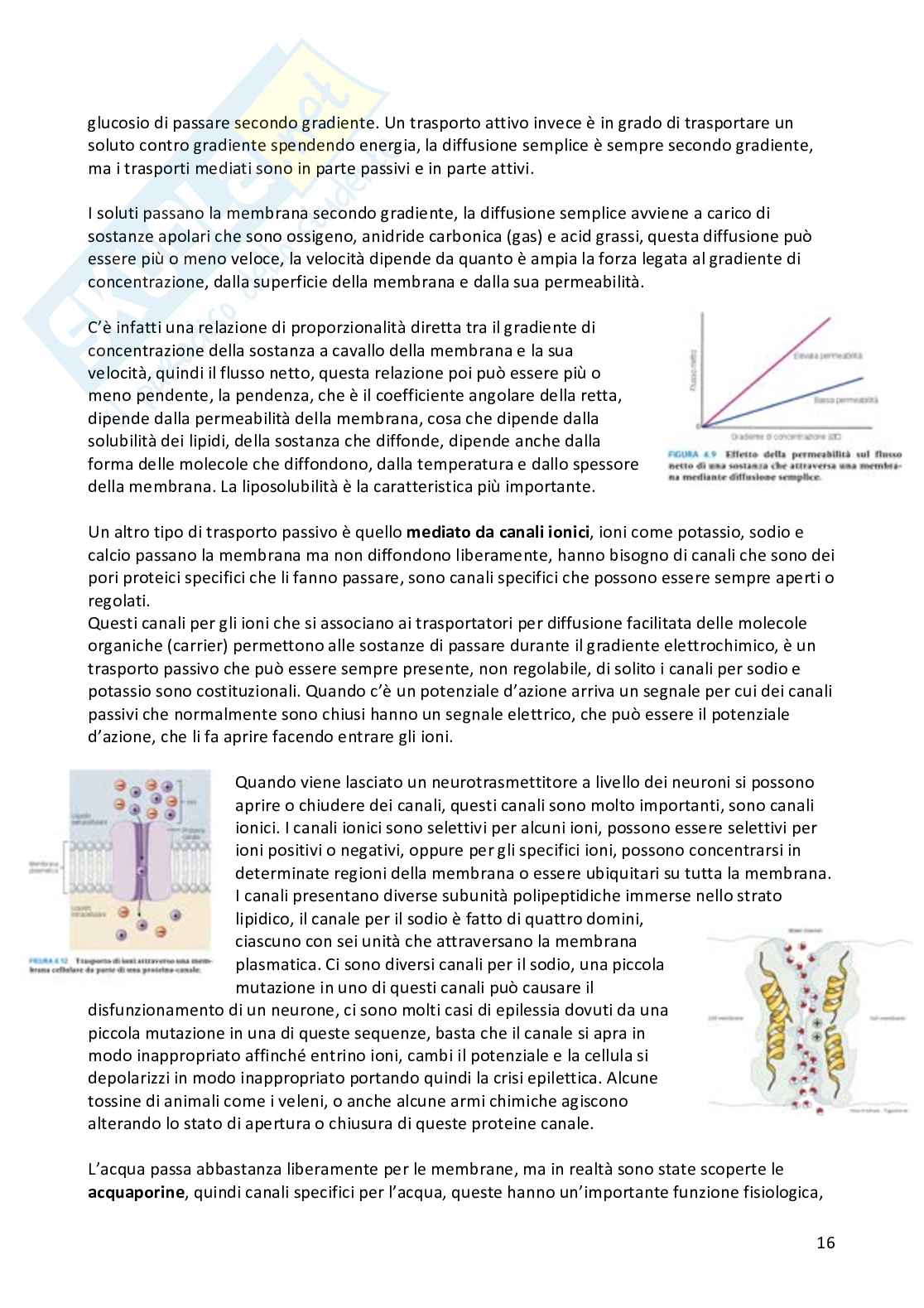 Appunti Fisiologia umana completi Pag. 16