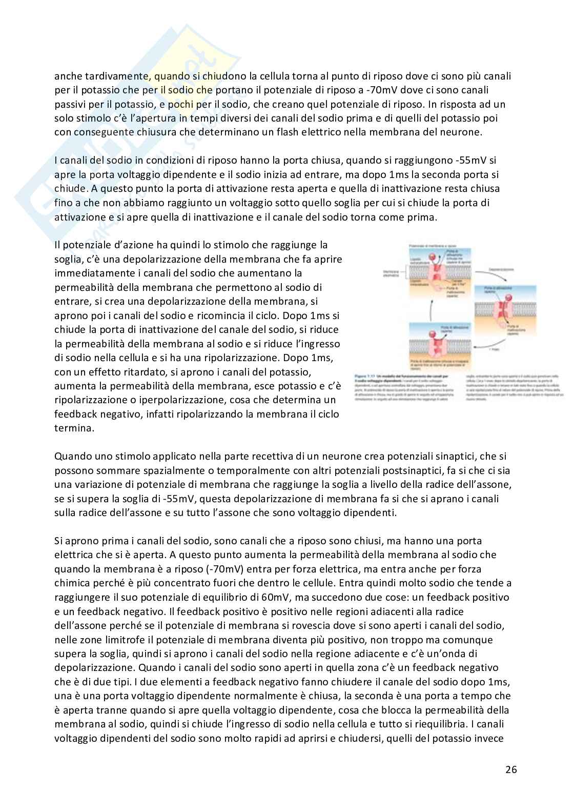 Appunti Fisiologia umana completi Pag. 26